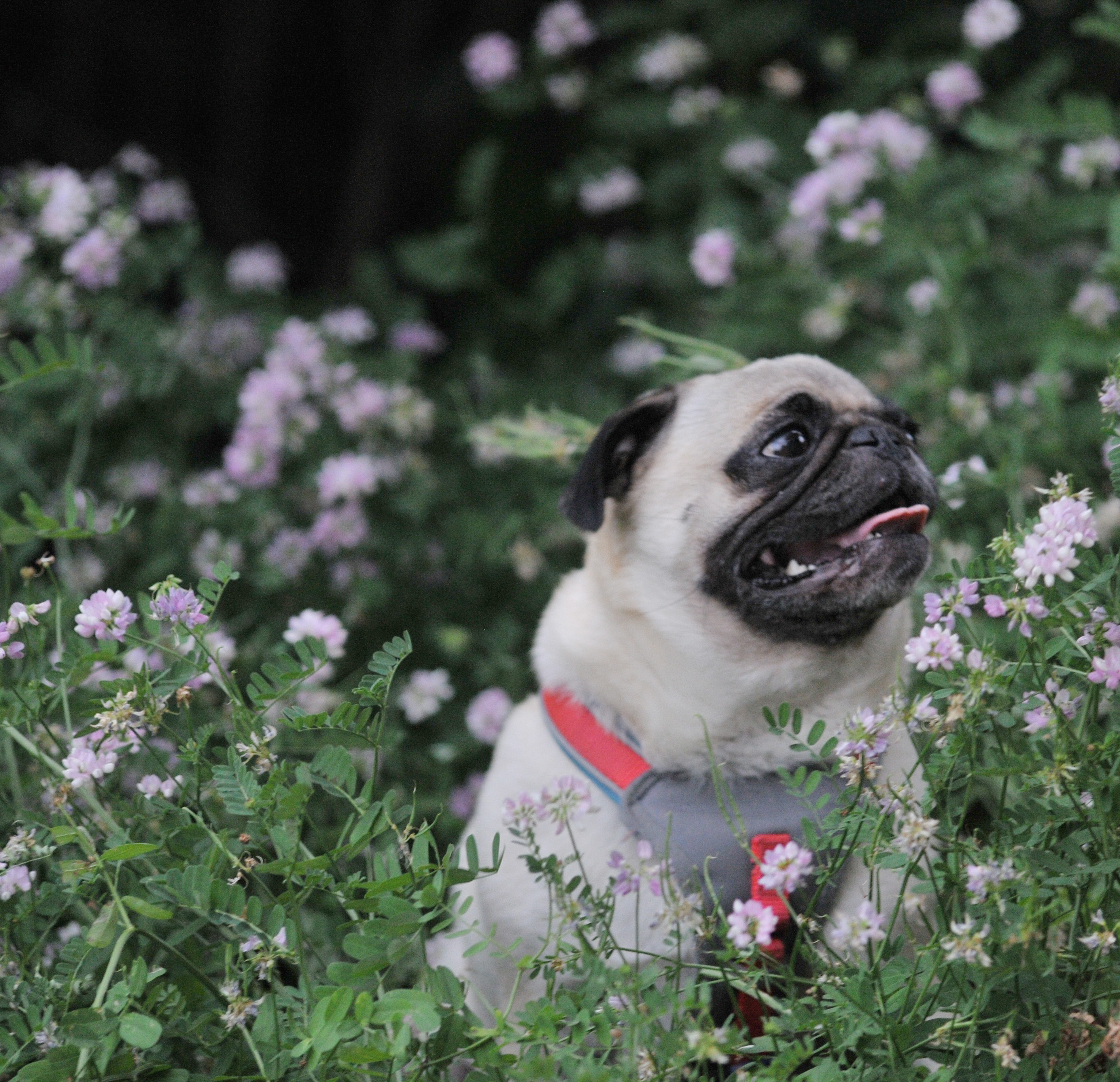 How to Take Photos of Your Dog  and Be Successful!