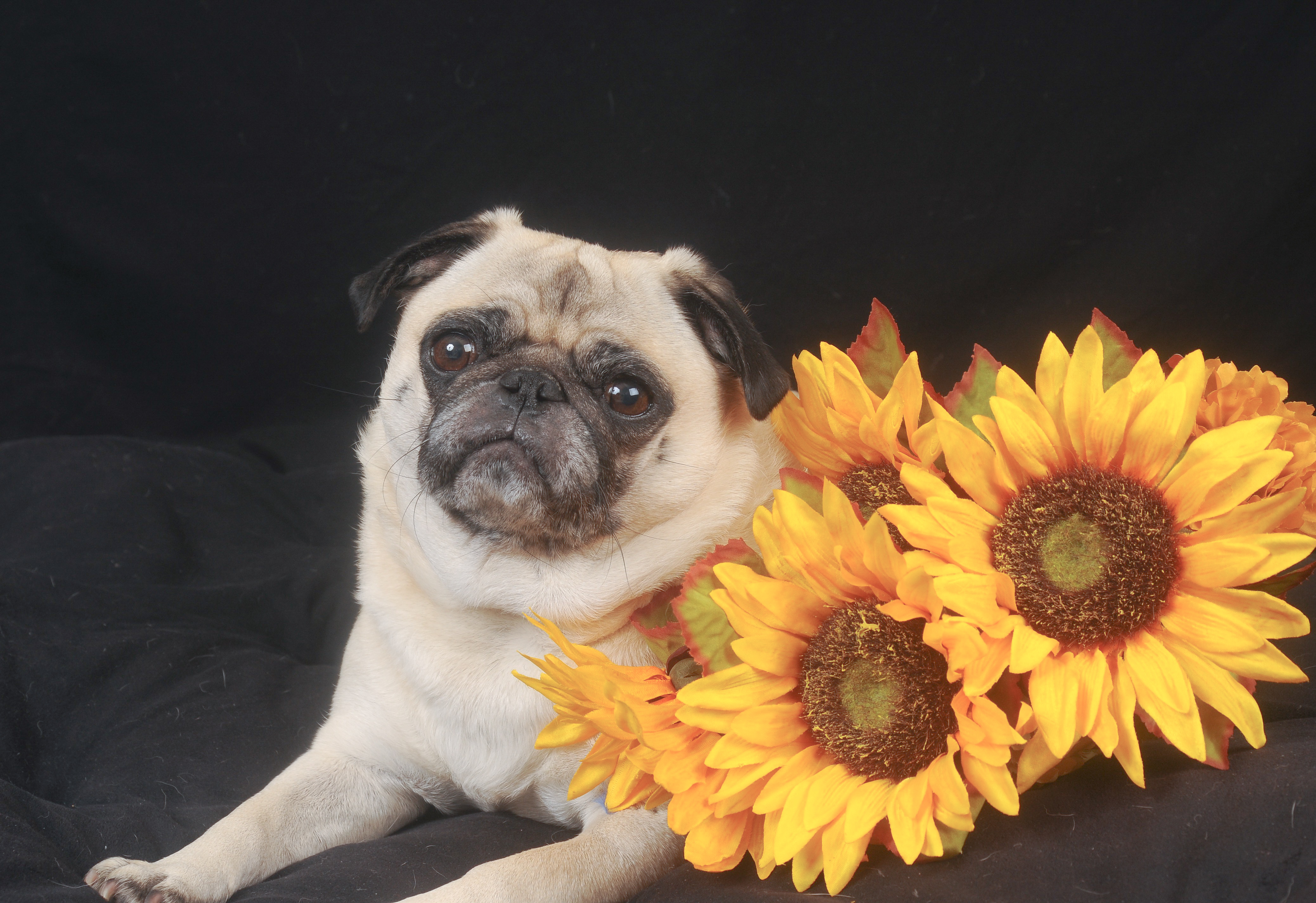 Tips to Keep Your Pug(s) Healthy and Happy