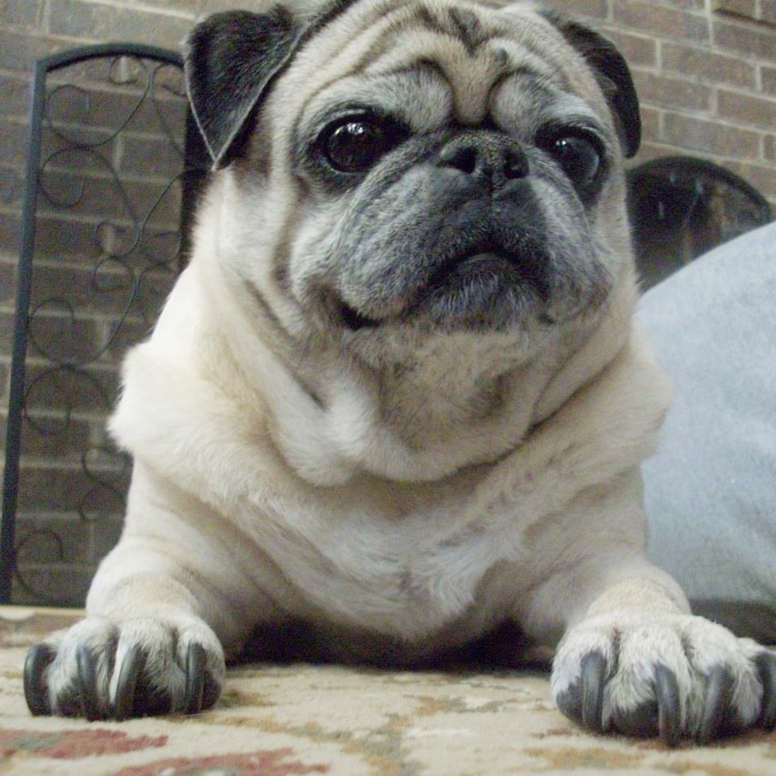 Pugpalooza’s Pug of the Month: “Buster!”