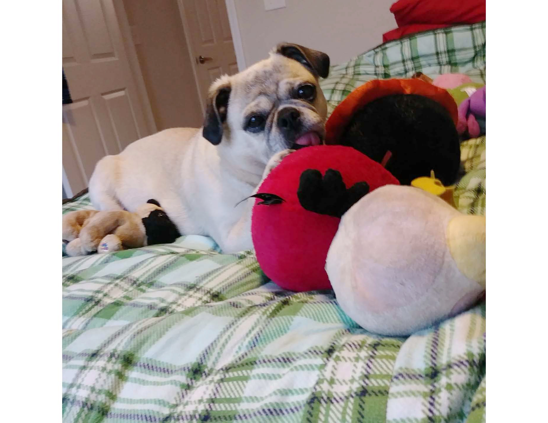 Pugpalooza’s September Pug of the Month: “Tia Marie!”