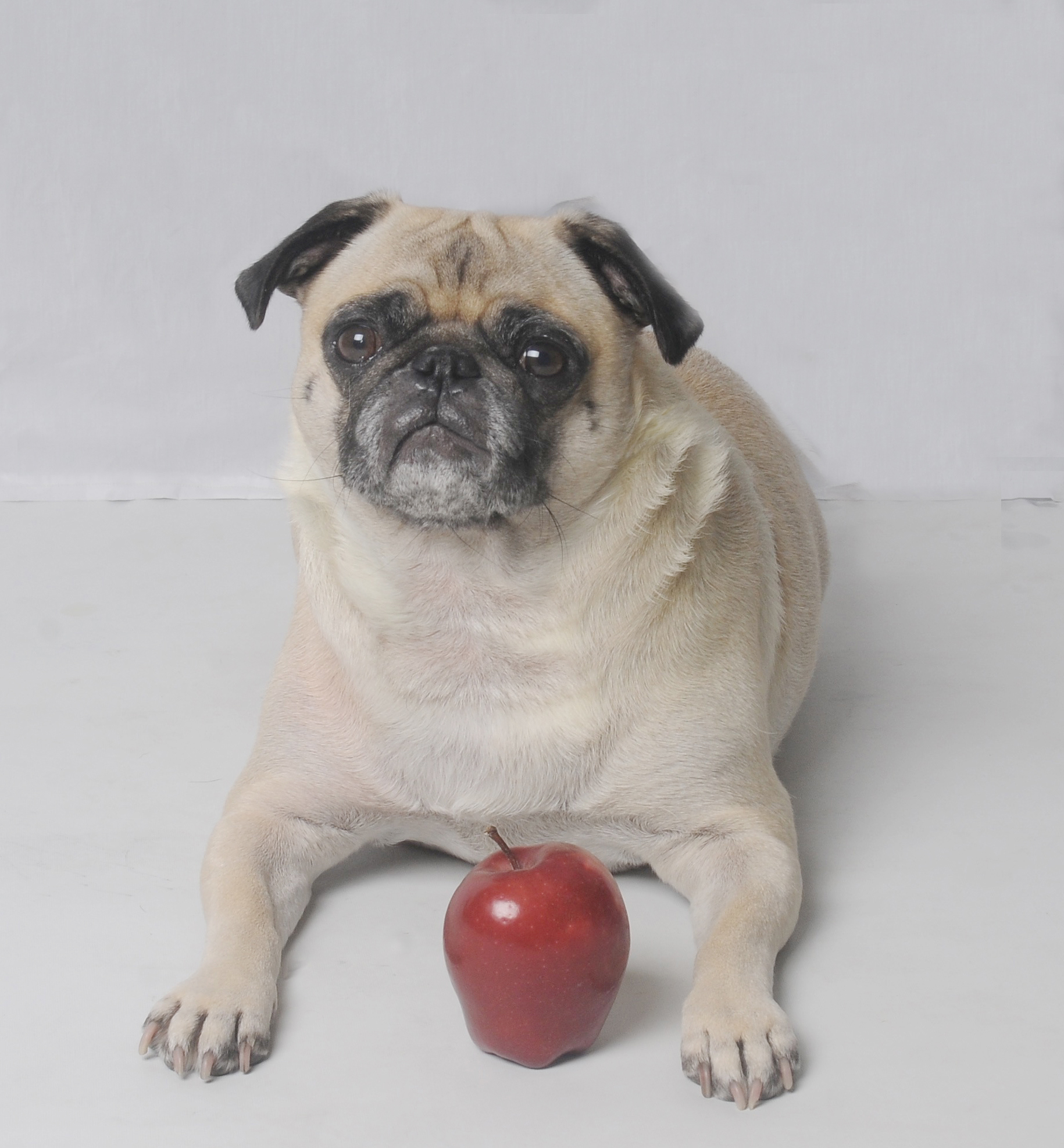 Calories of Snacks We Feed Our Pugs