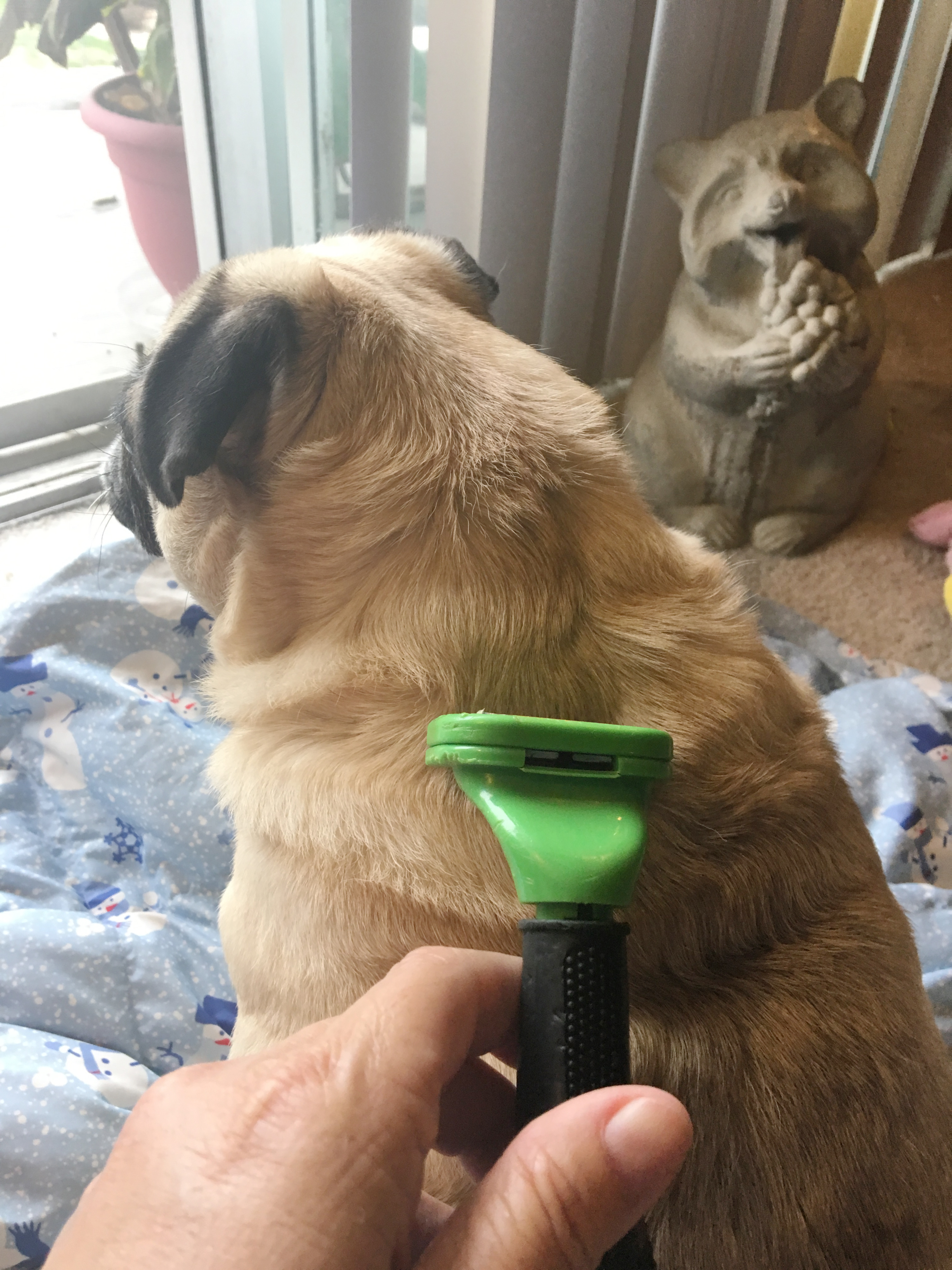 How to Control Your Pug’s Shedding