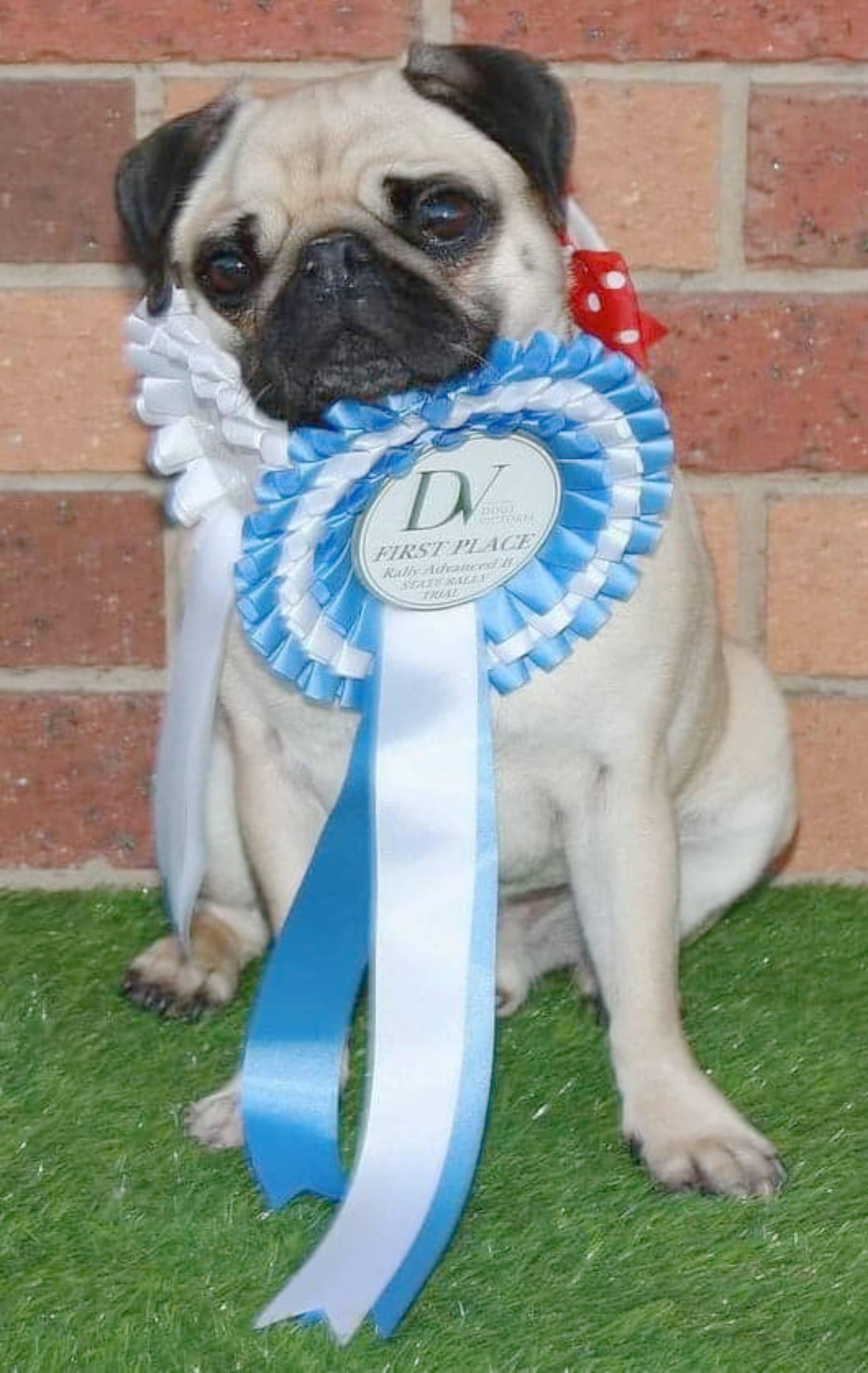 Pugpalooza Pug of the Month: “Chip!”