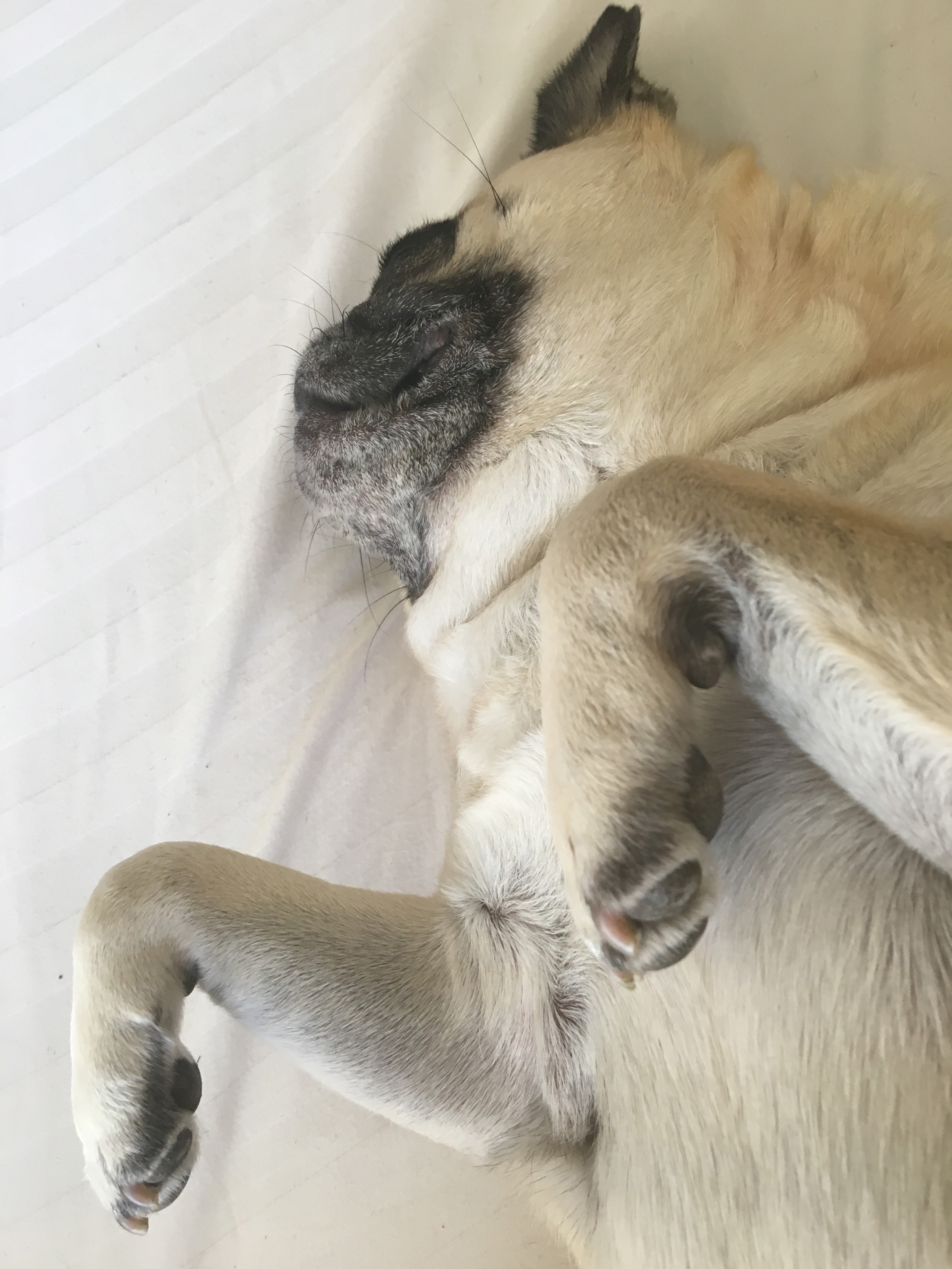 How to Give Your Pug a Belly Scratch