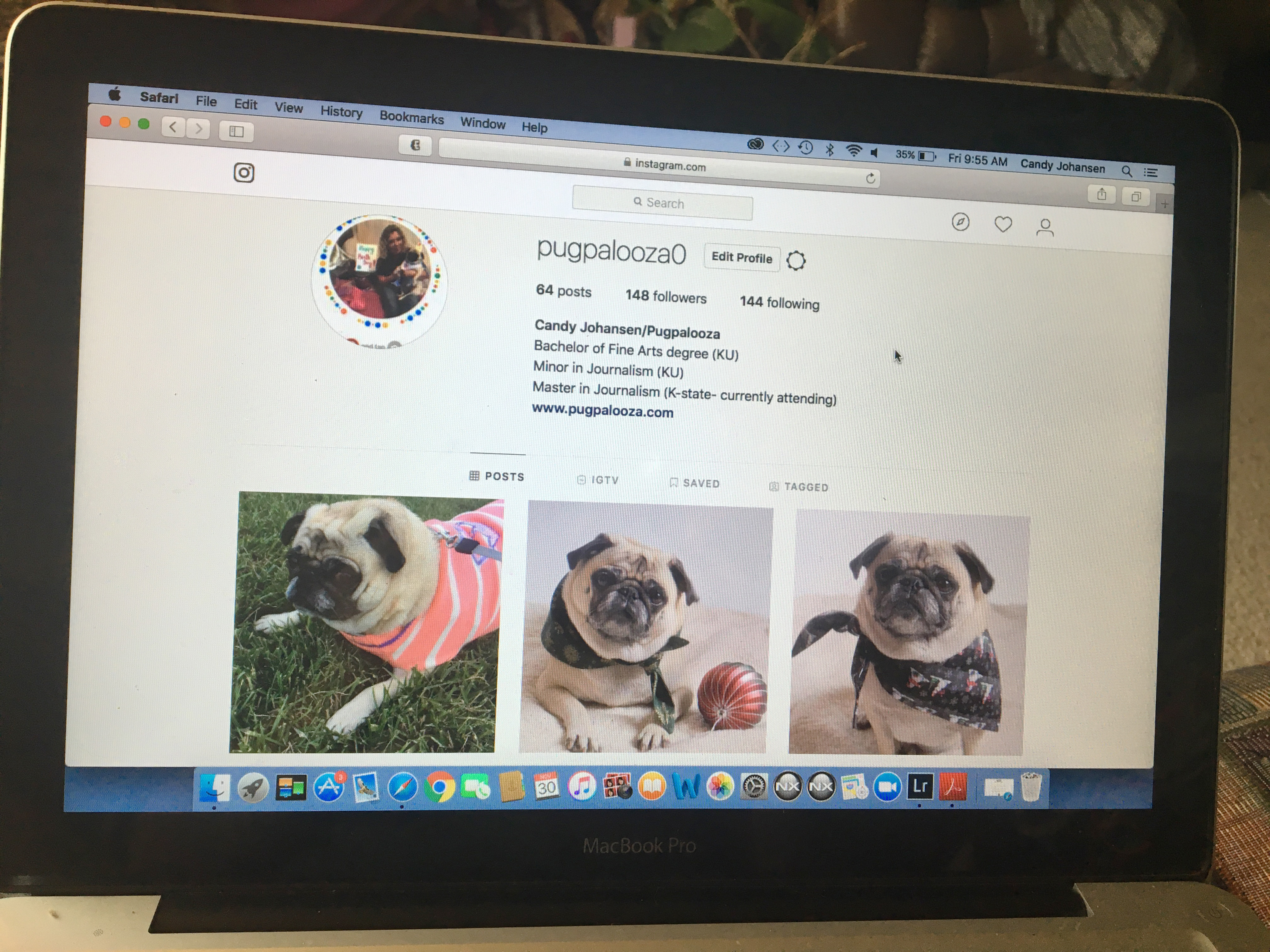 Pugs Top Instagram’s List for Most Popular Dog Breeds