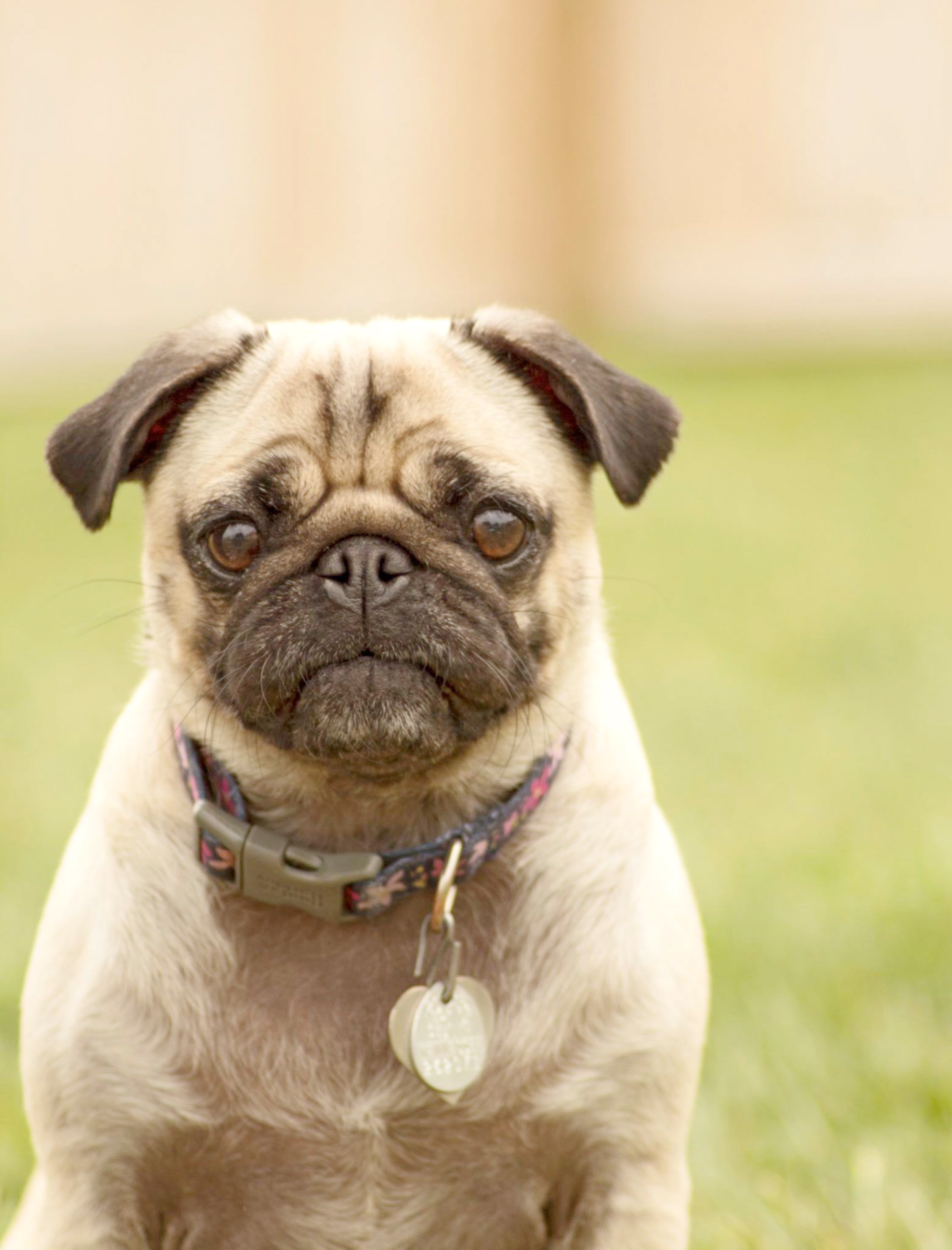 Pugpalooza Pug of the Month: “Minnie Pearl!”