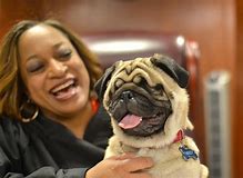 Mikey, the Pug, Finds Forever Home With Judge Sabrina Johnson