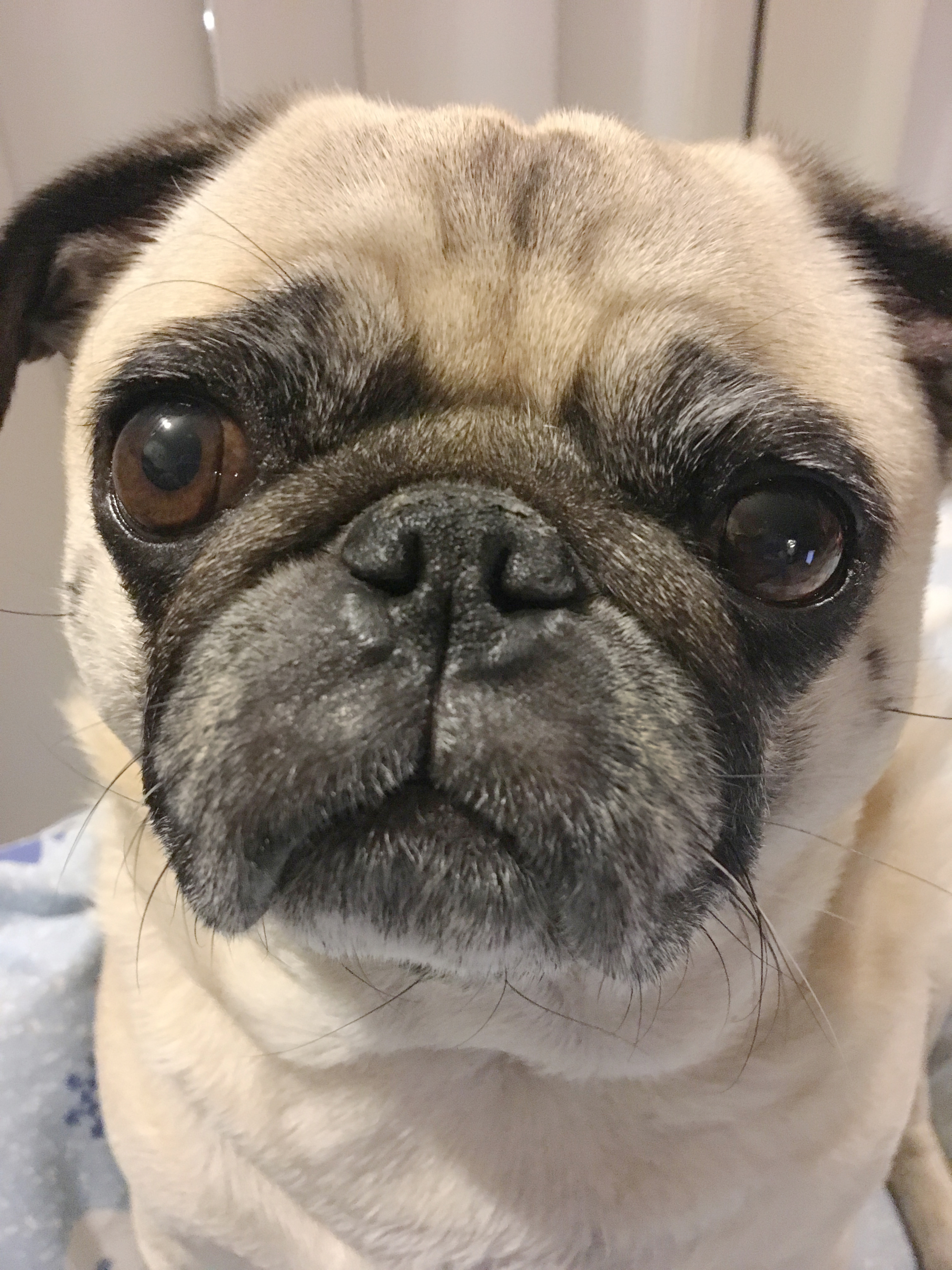 5 Ways To Stimulate Your Pug