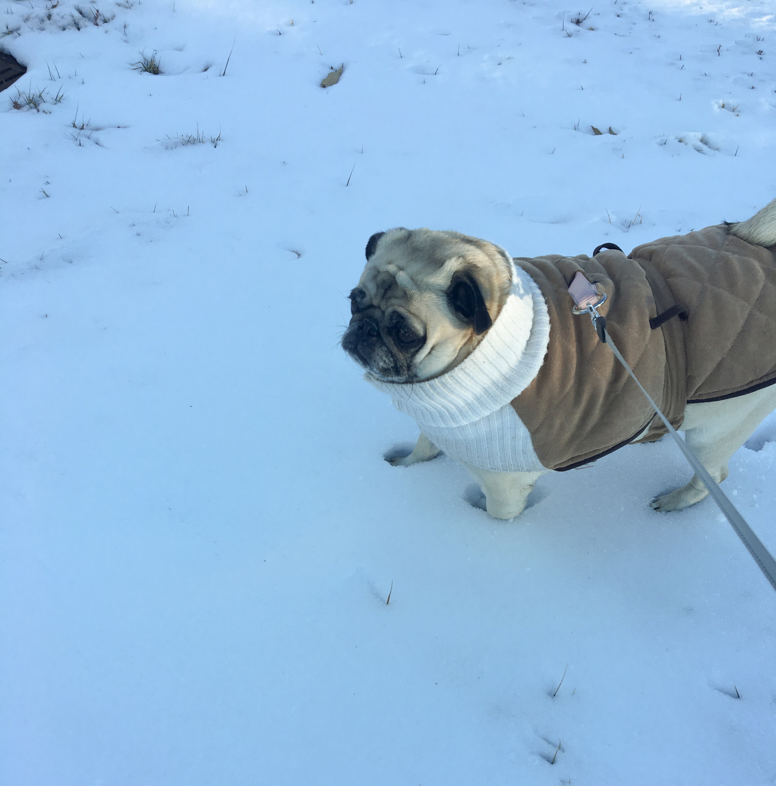 Can A Dog Injure Himself If He Slips On The Ice Or Snow?