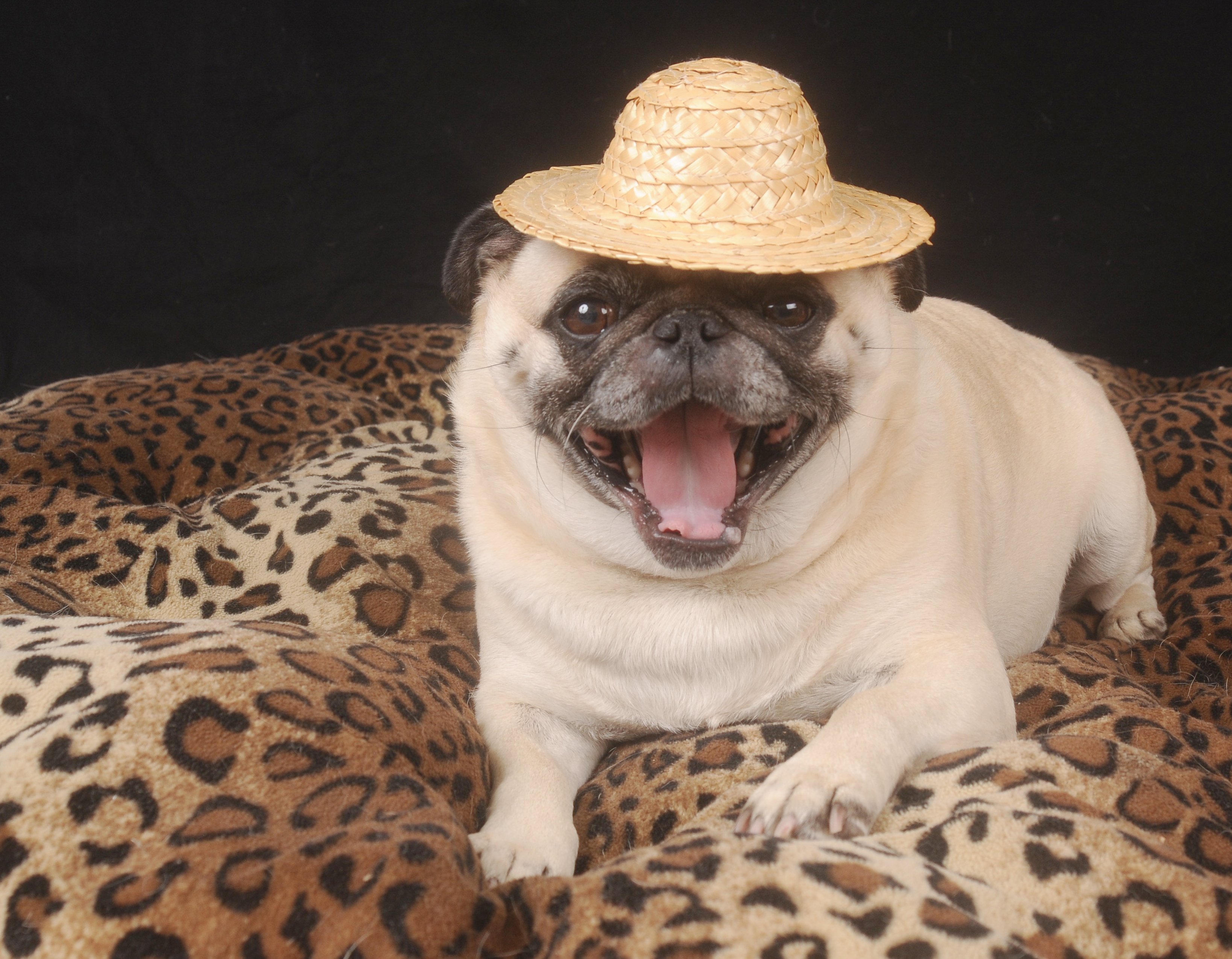 10 Hilarious Pug Moments Only Pug Owners will Understand