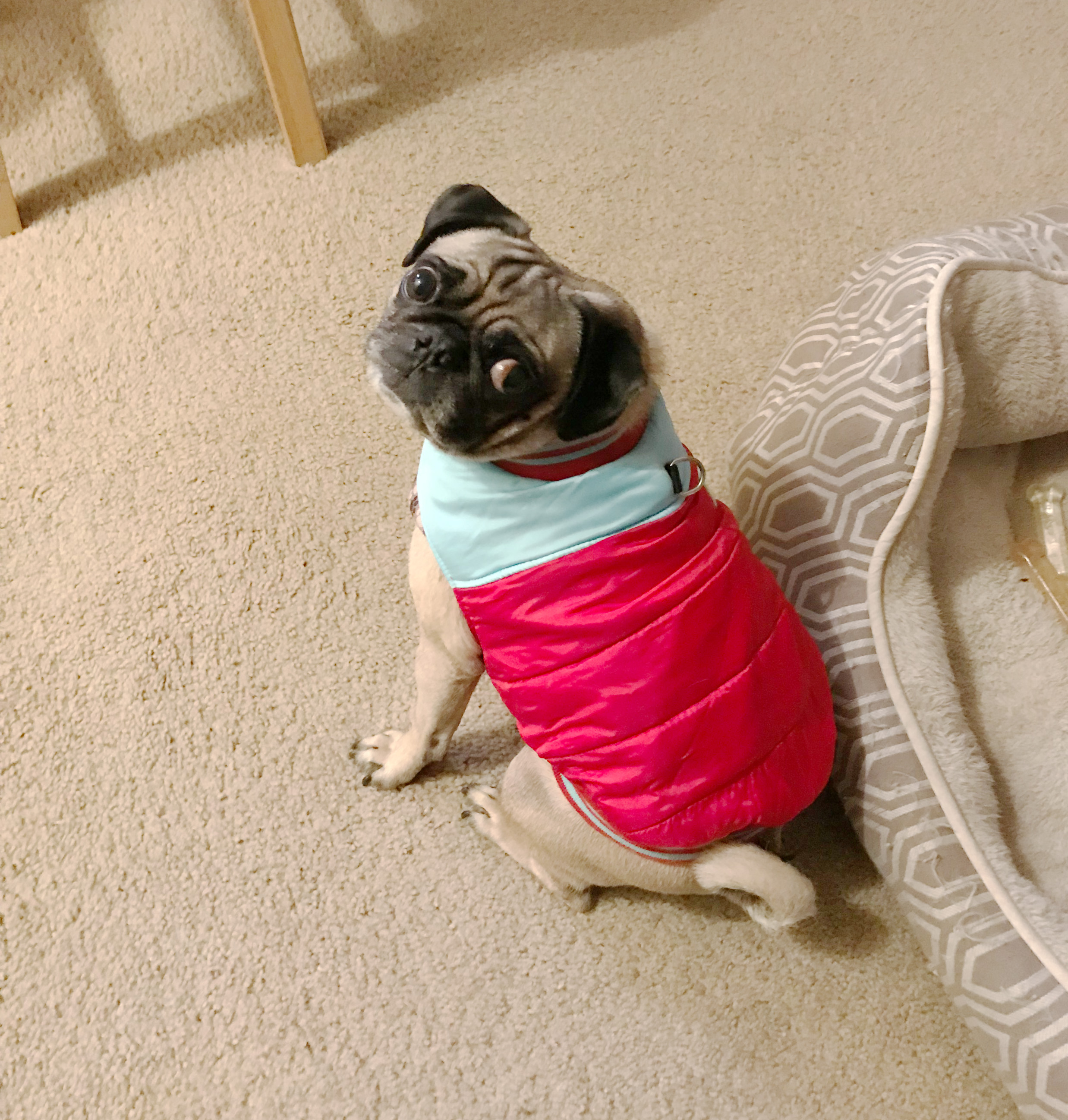 Pugpalooza’s Pug of the Month- “Ziggy!”