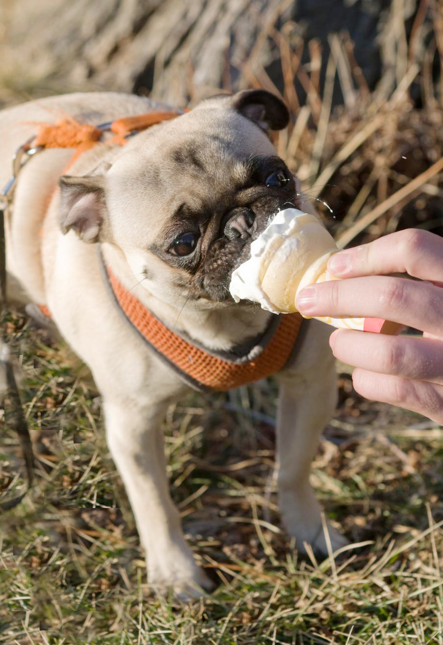 3 Flavors of “Dog Ice Cream” that Is Safe for your Dog