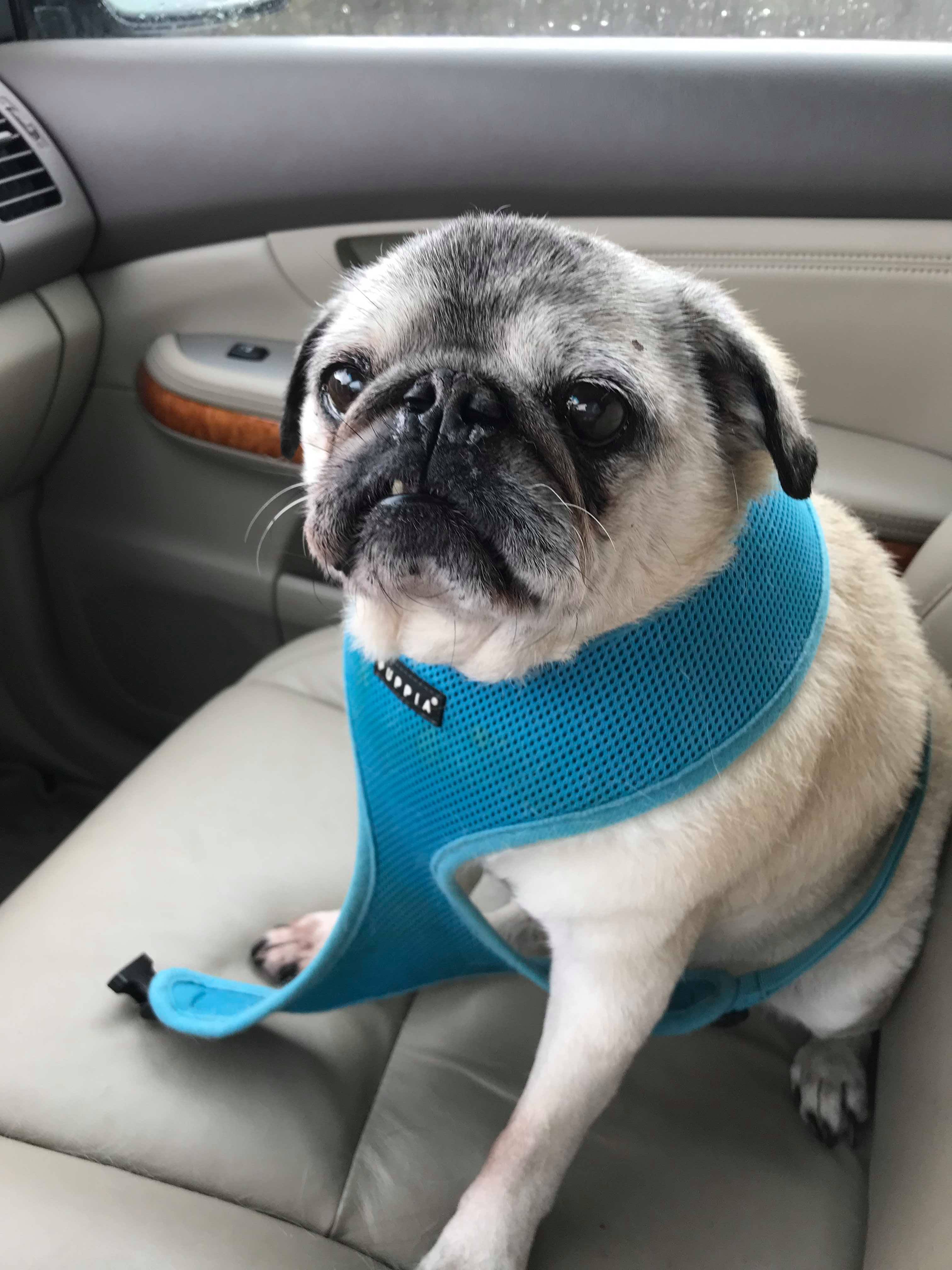 Pugpalooza’s Pug of the Month: “Nester”