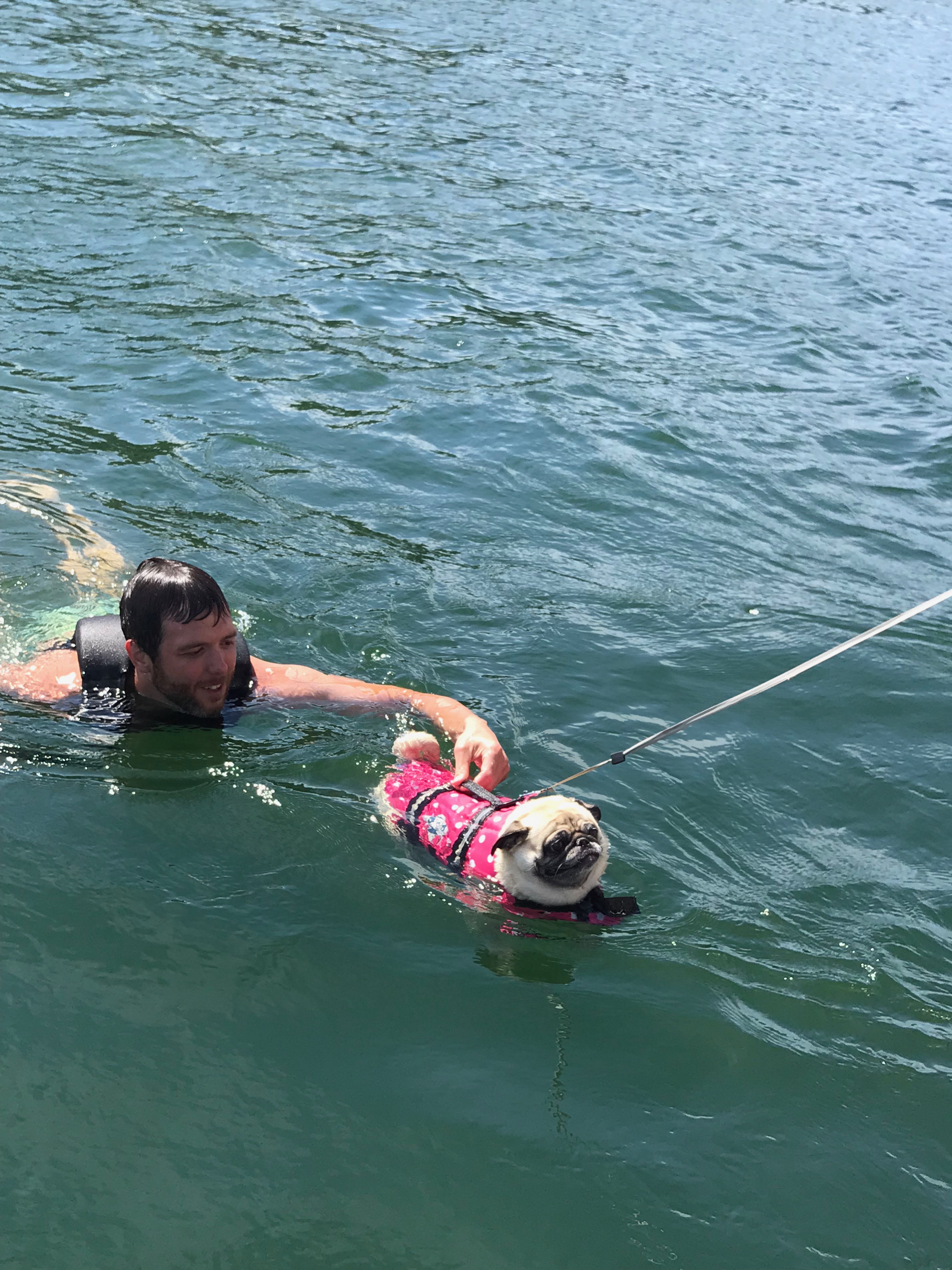 Don’t Let Your Pug be a Victim of Toxic Pond Algae