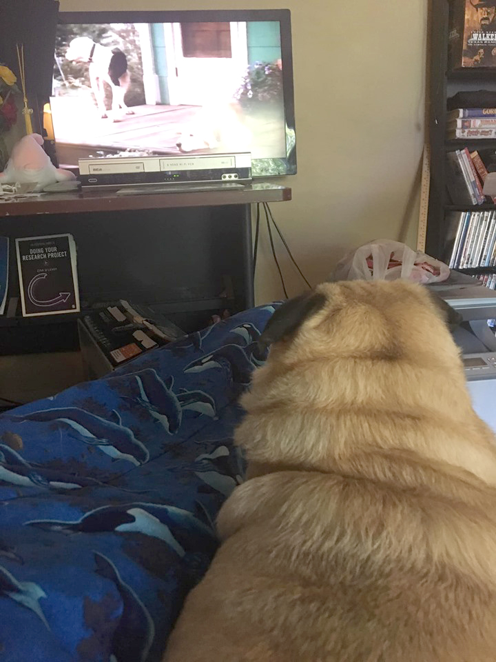 Nine Pug Movies You Must See