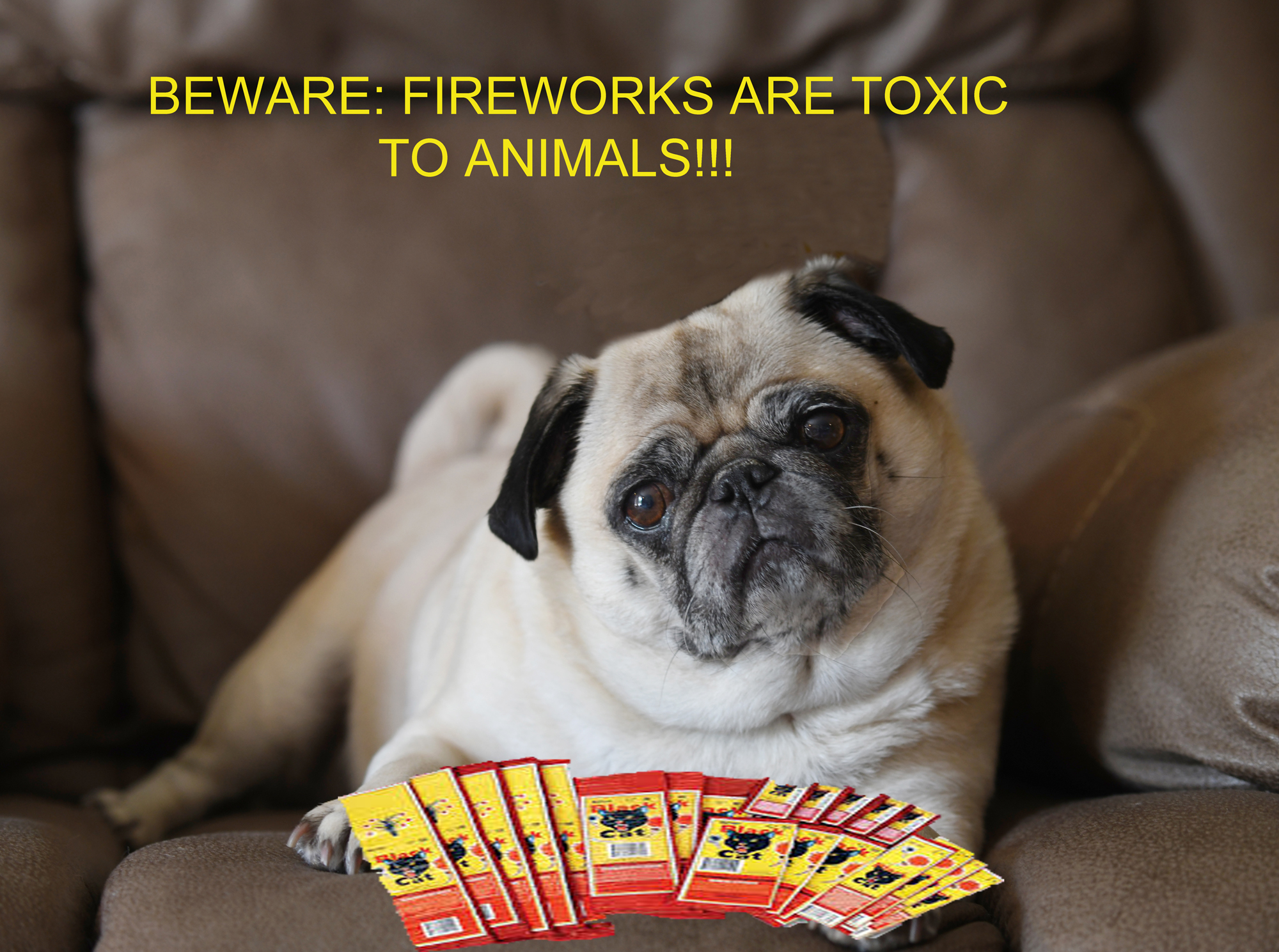 Fireworks are Toxic for Dogs…Shot or Not