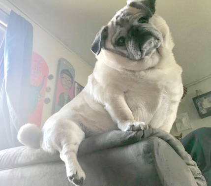 Pugpalooza Pug of the Month: “Tater Tot!”