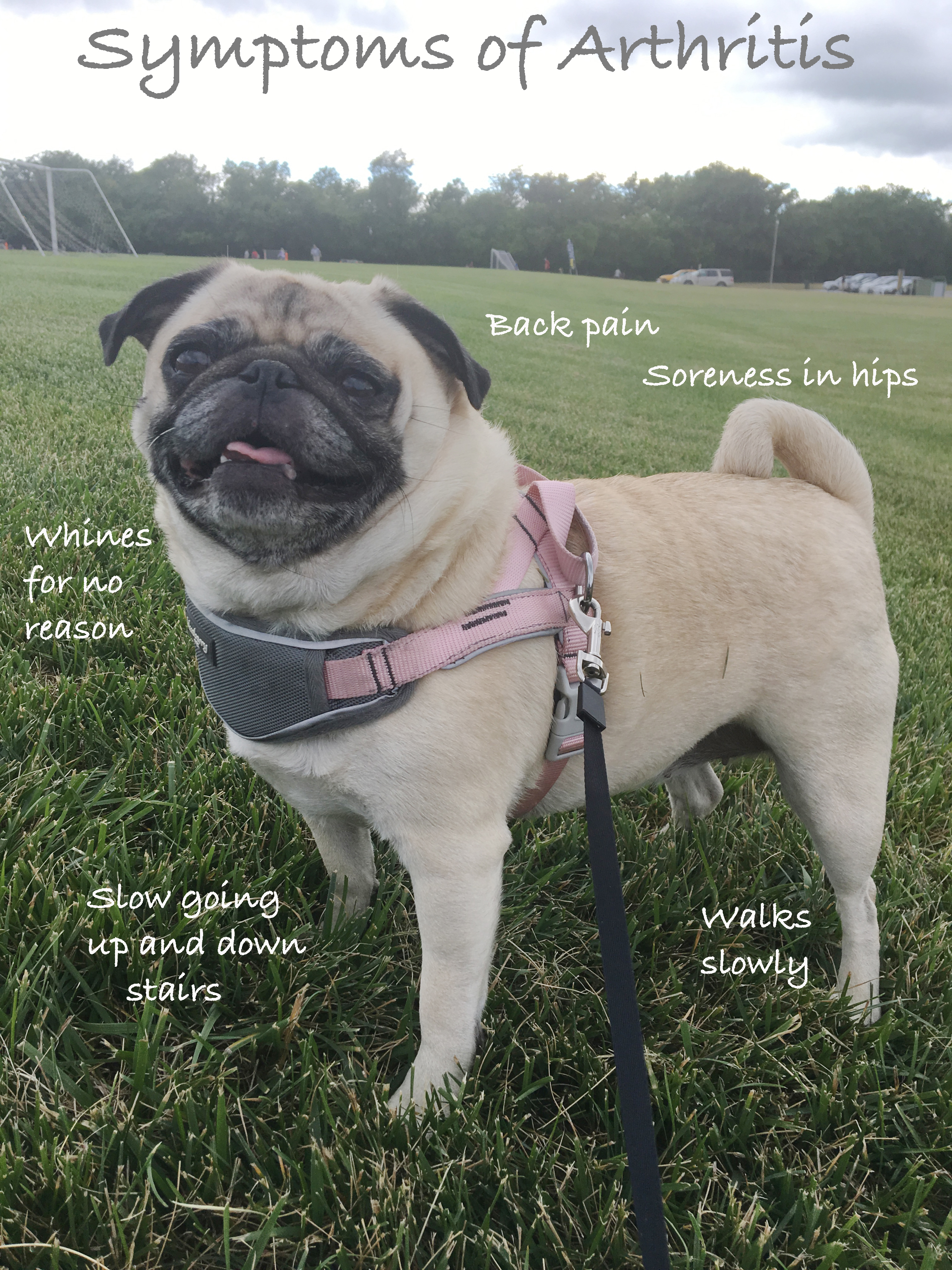 Nine Ways to Treat Arthritis in Pugs