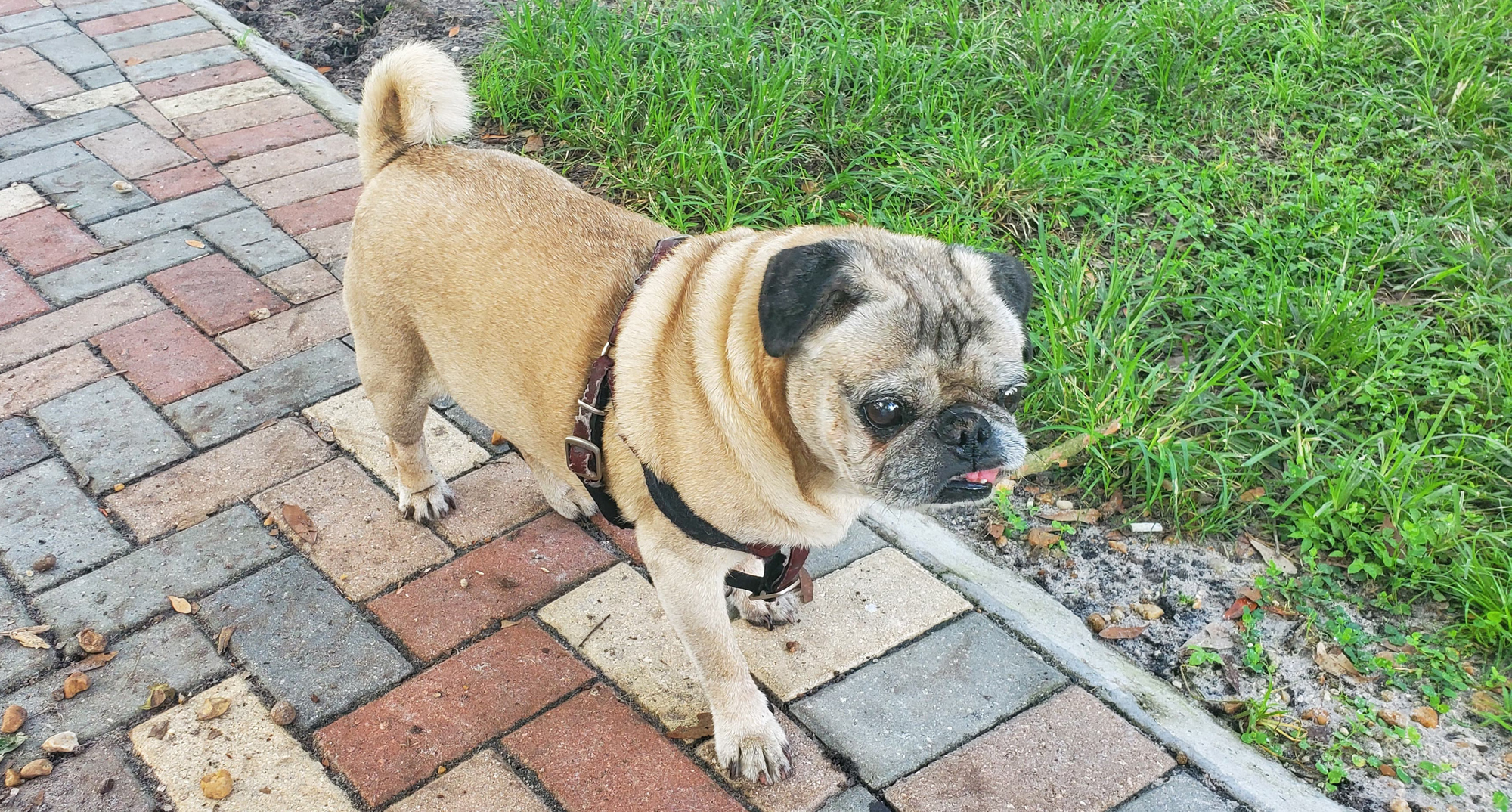 Meet Our Pugpalooza Pug of the Month: “King”