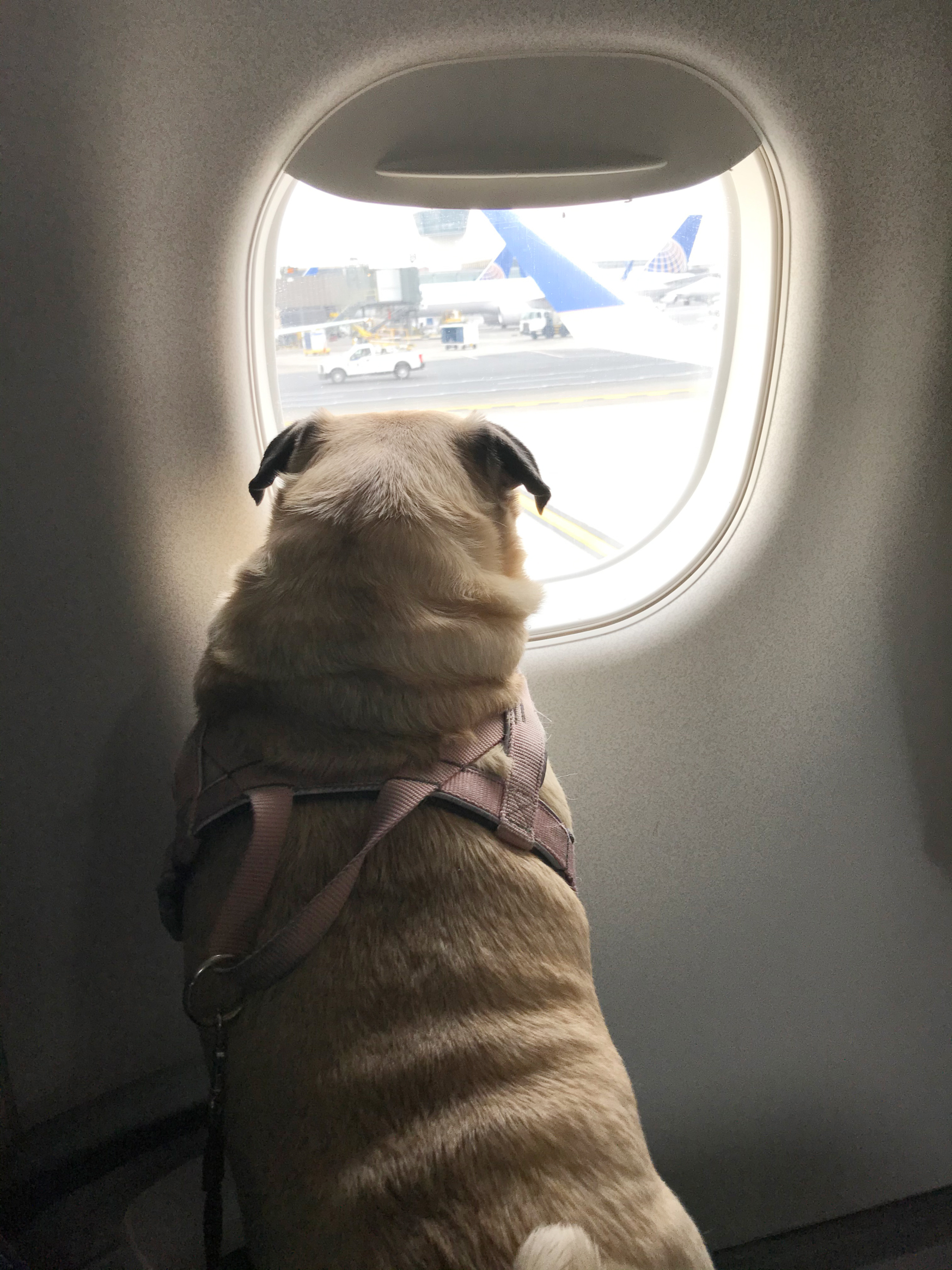 Molly’s First Airplane Ride