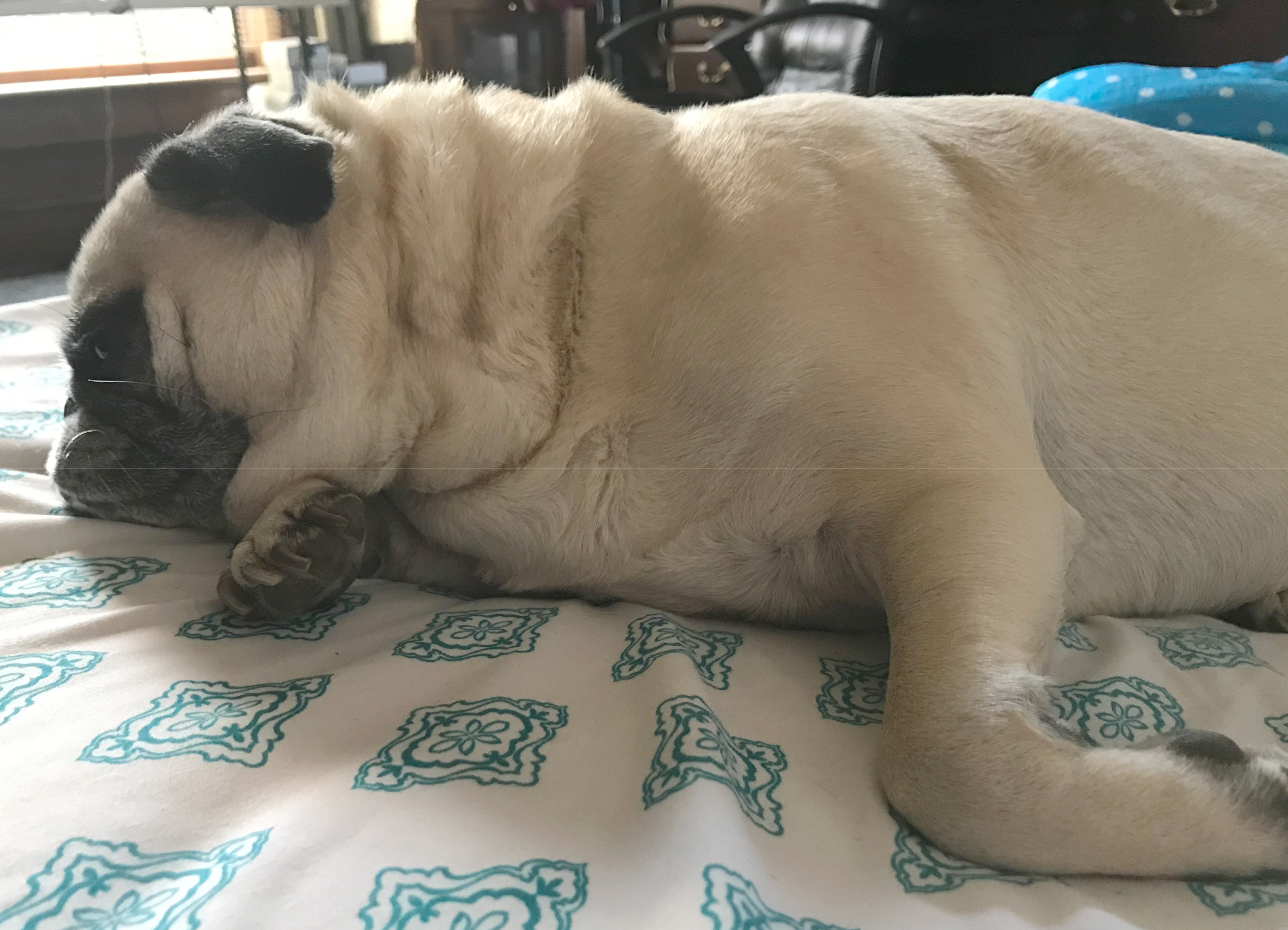 Can my Pug Catch the Flu If I Have It?