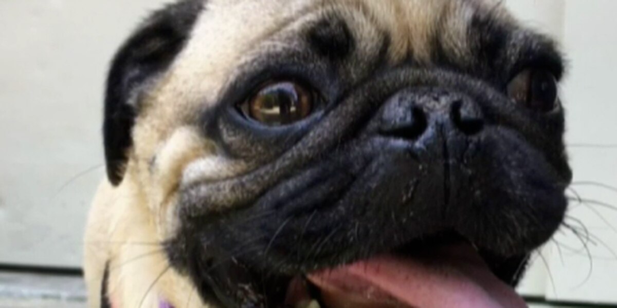 Did Winston, the Pug, Really Have COVID-19?