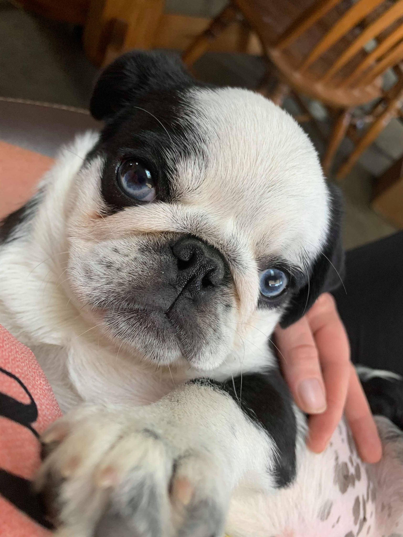 Meet our Pugpalooza Pug of the Month: “Hamlet!”