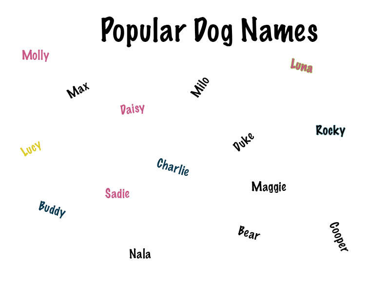 Most Popular Dog Names in the Last Century