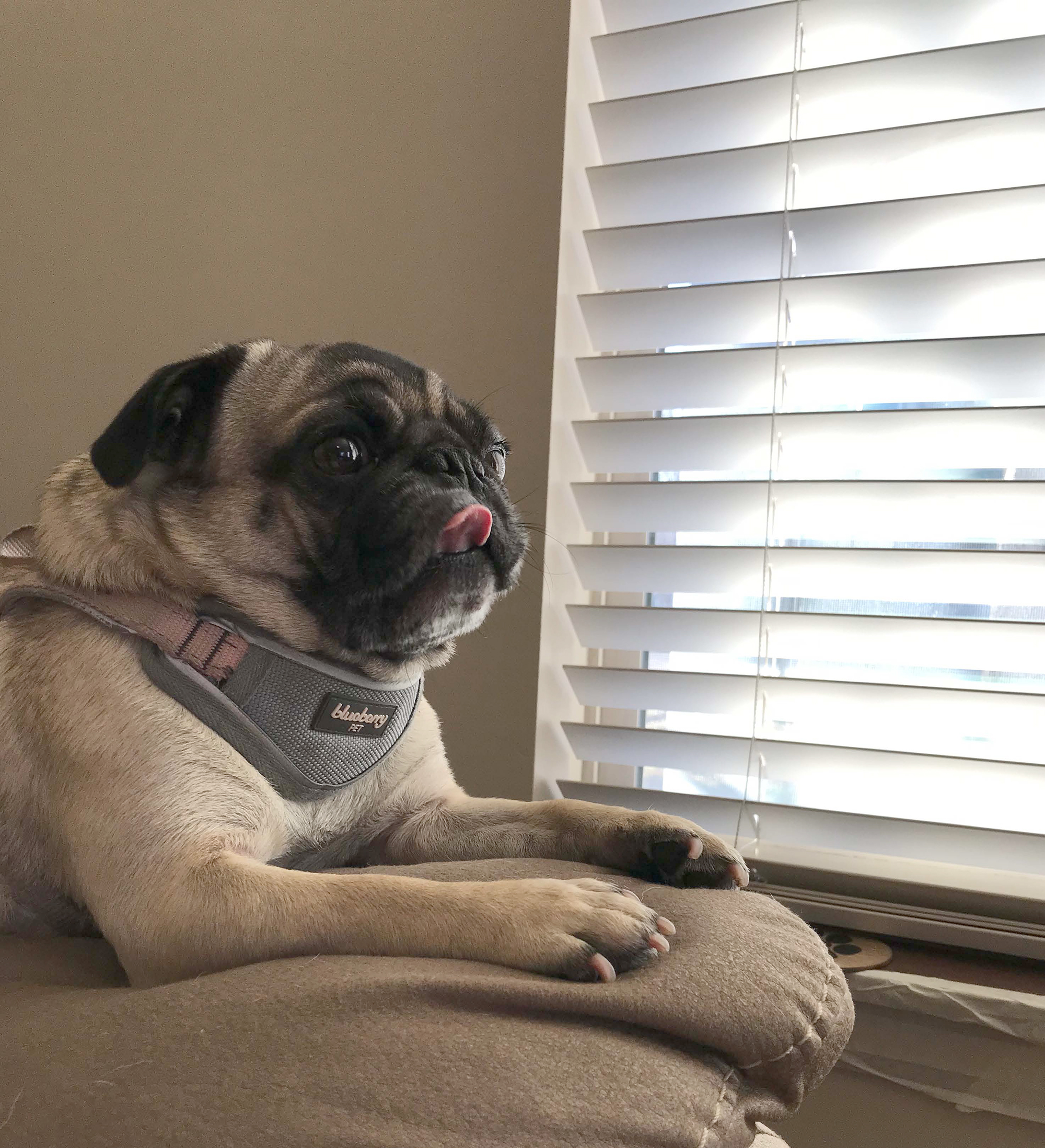 Why Does my Pug Lick… a Lot?