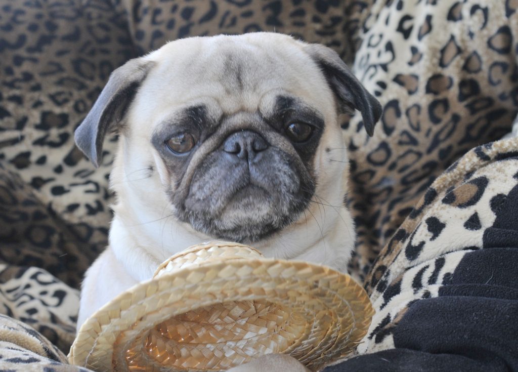 What pug lovers love about their pugs