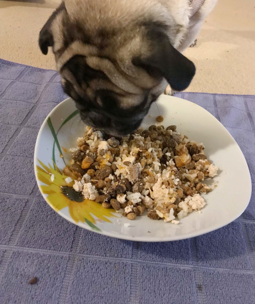 Can I feed my pug a homemade diet?