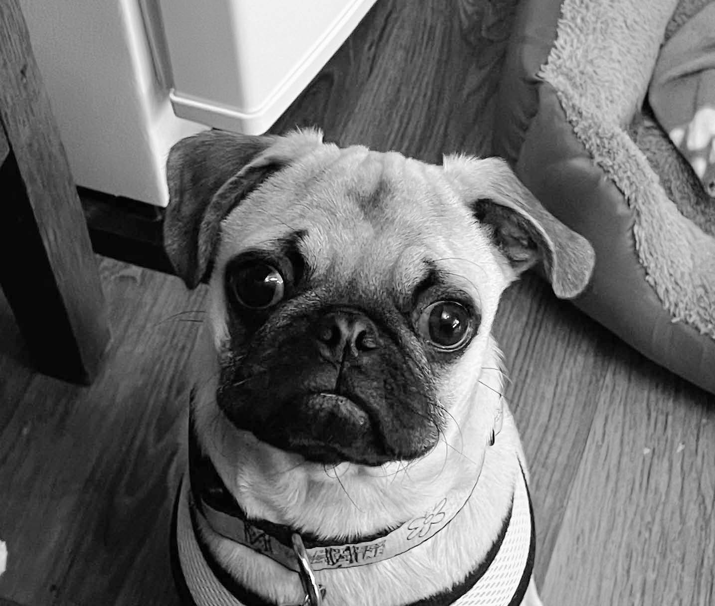 Pugpalooza Pug of the Month- “Butters”