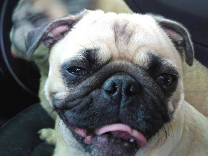 Meet our Pugpalooza Pug of the Month: HollyBerry!