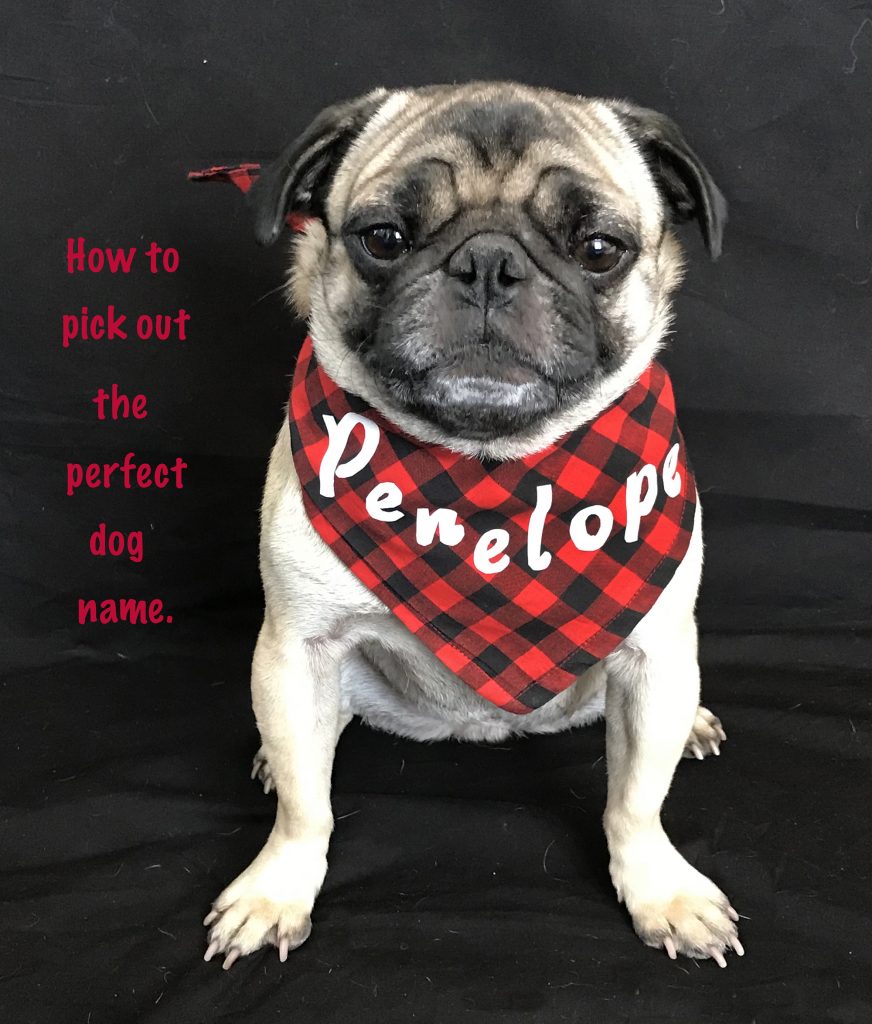 Finding the perfect dog name