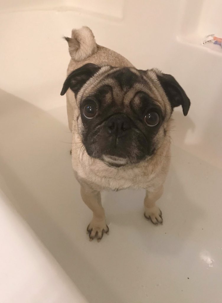 Bathing my pug