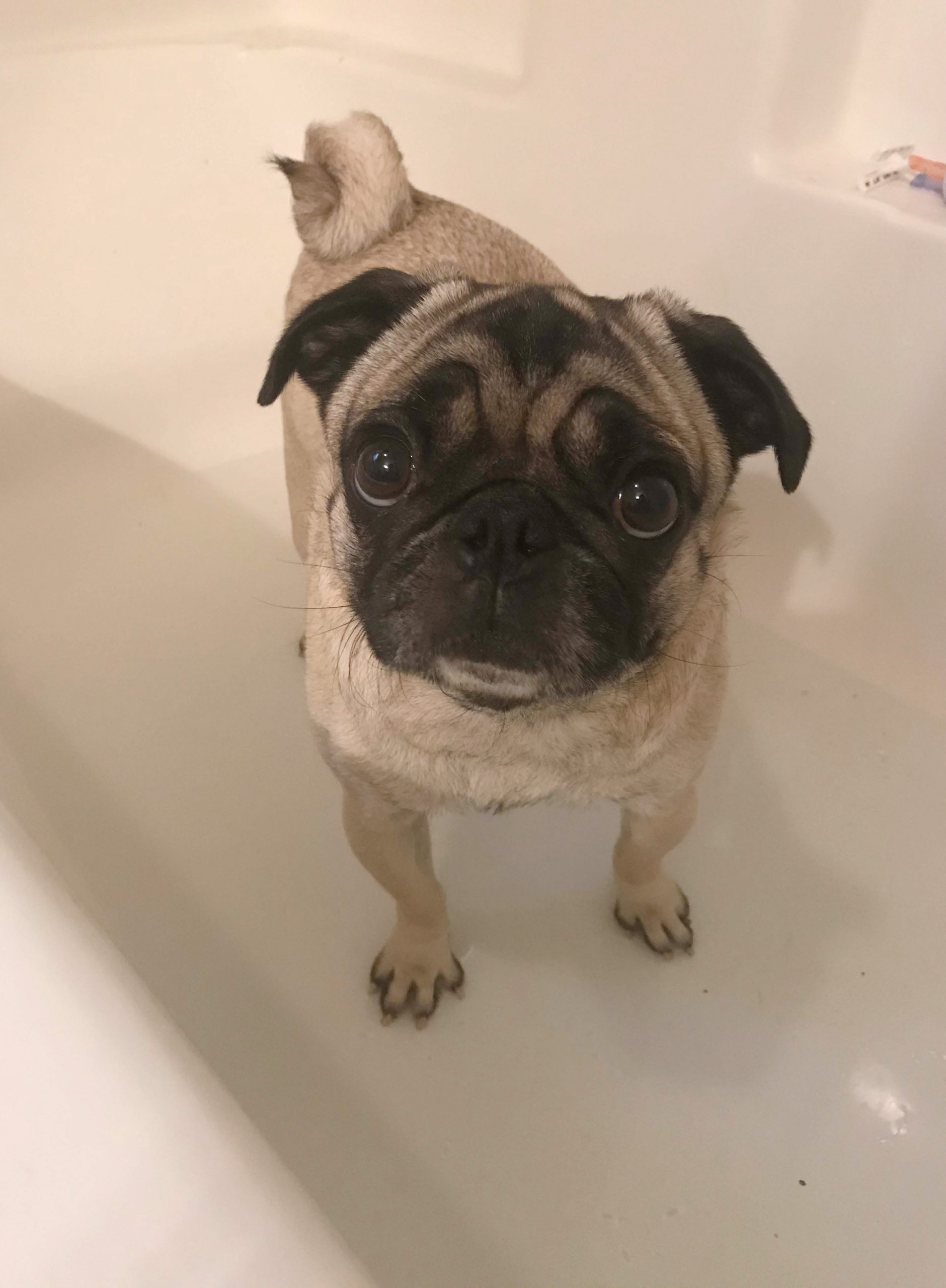 Dog (Pug) Bath