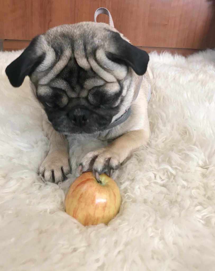 Can pugs eat apples?