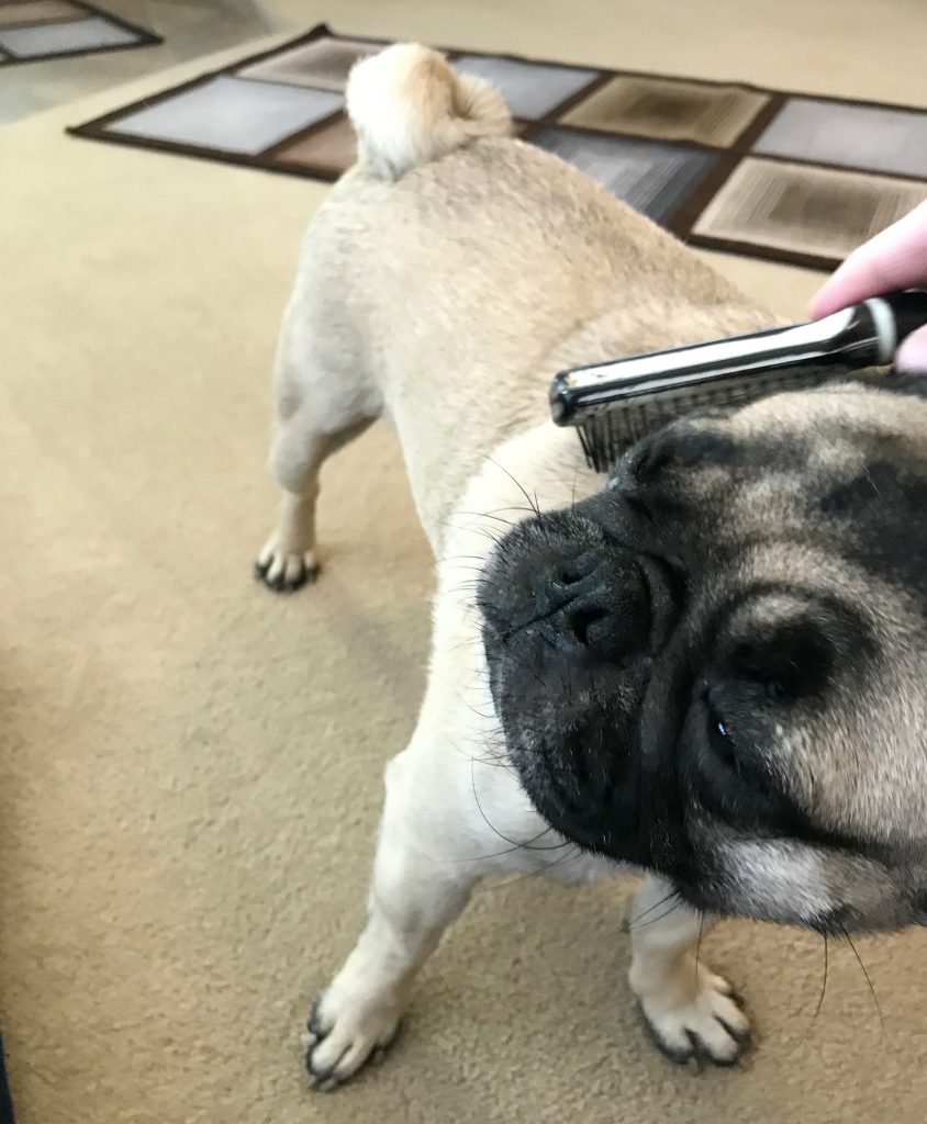 Why should I groom my pug?