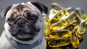 Should I Give Fish Oil to my Pug (Dog)?