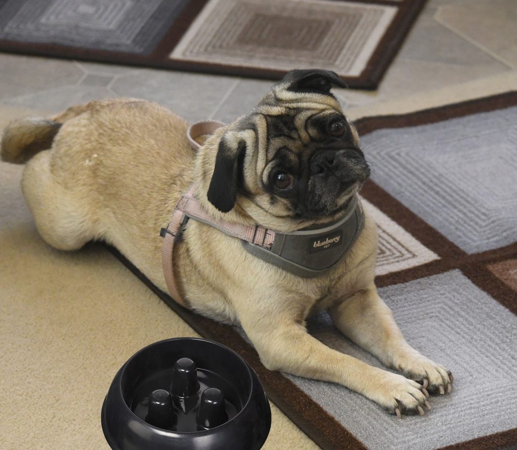 Does your pug eat fast?