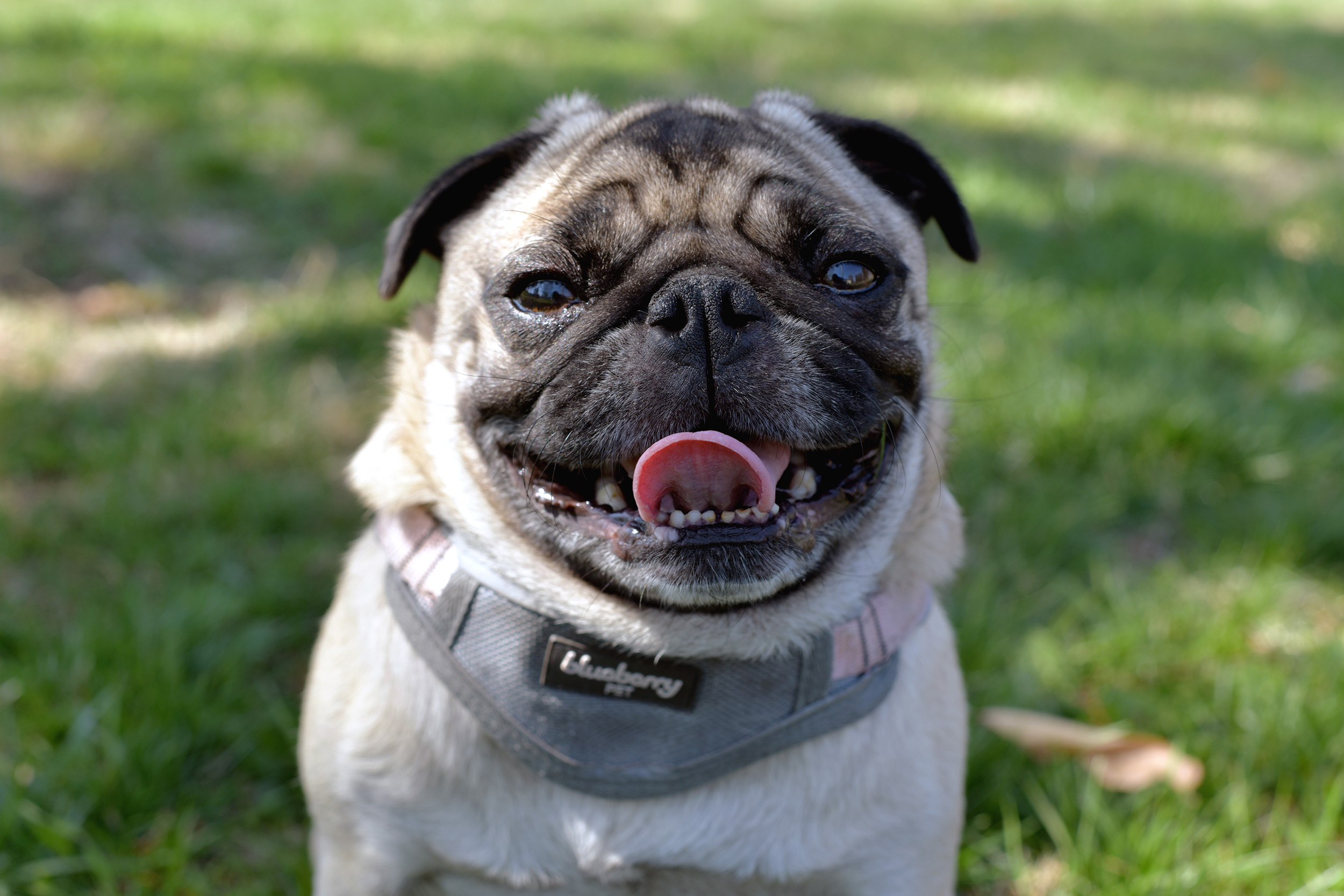 What Do You Enjoy Most About Owning a Pug?