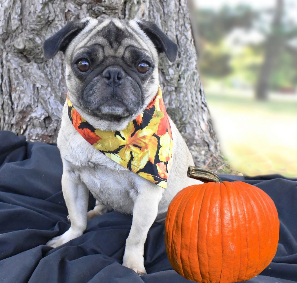 Is Pumpkin good for my dog?