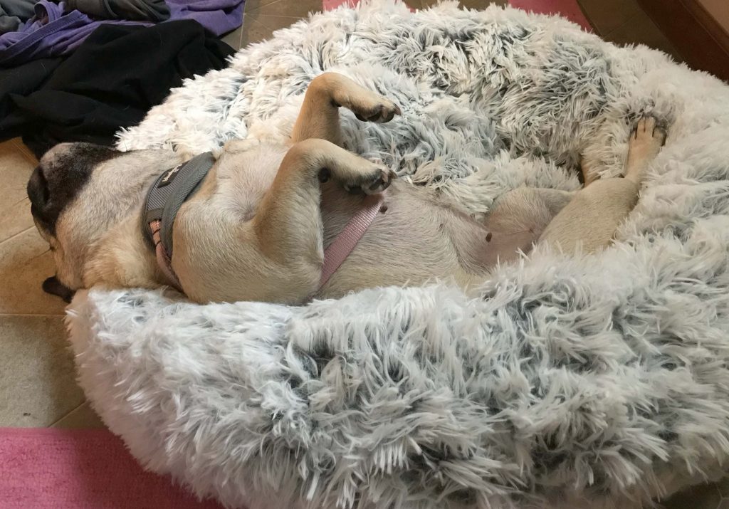 Dog Bed Review