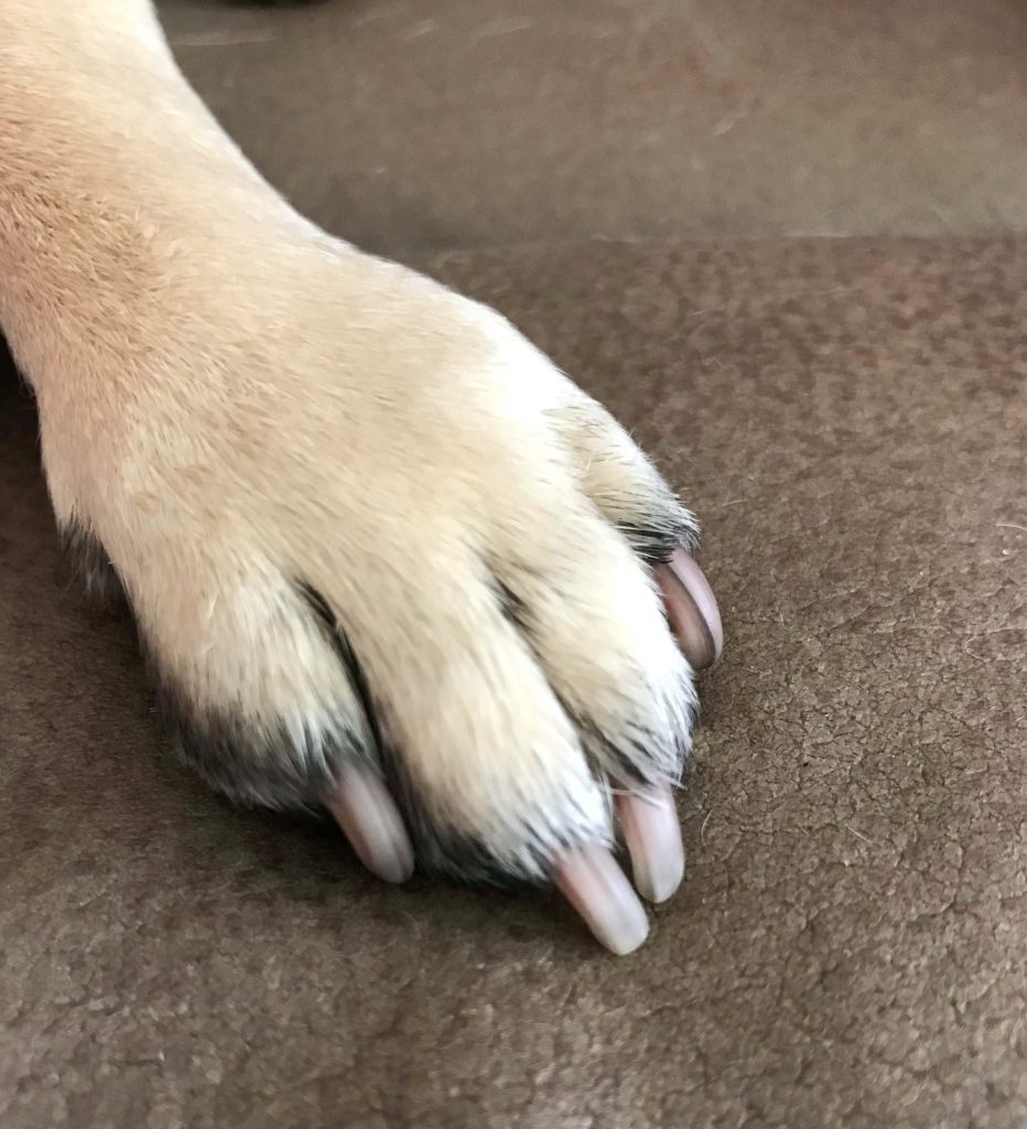 What is the correct length for my pug's nails?