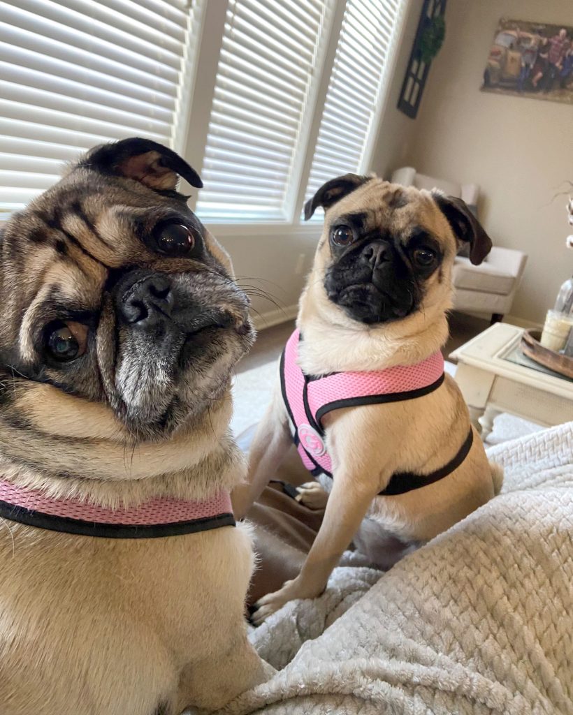 Bentley and Piper- Pupgpalooza's Featured pugs of the month