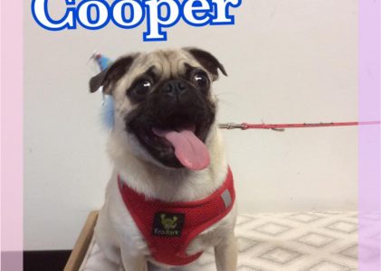 Meet Cooper, Pugpalooza’s Pug of the Month!