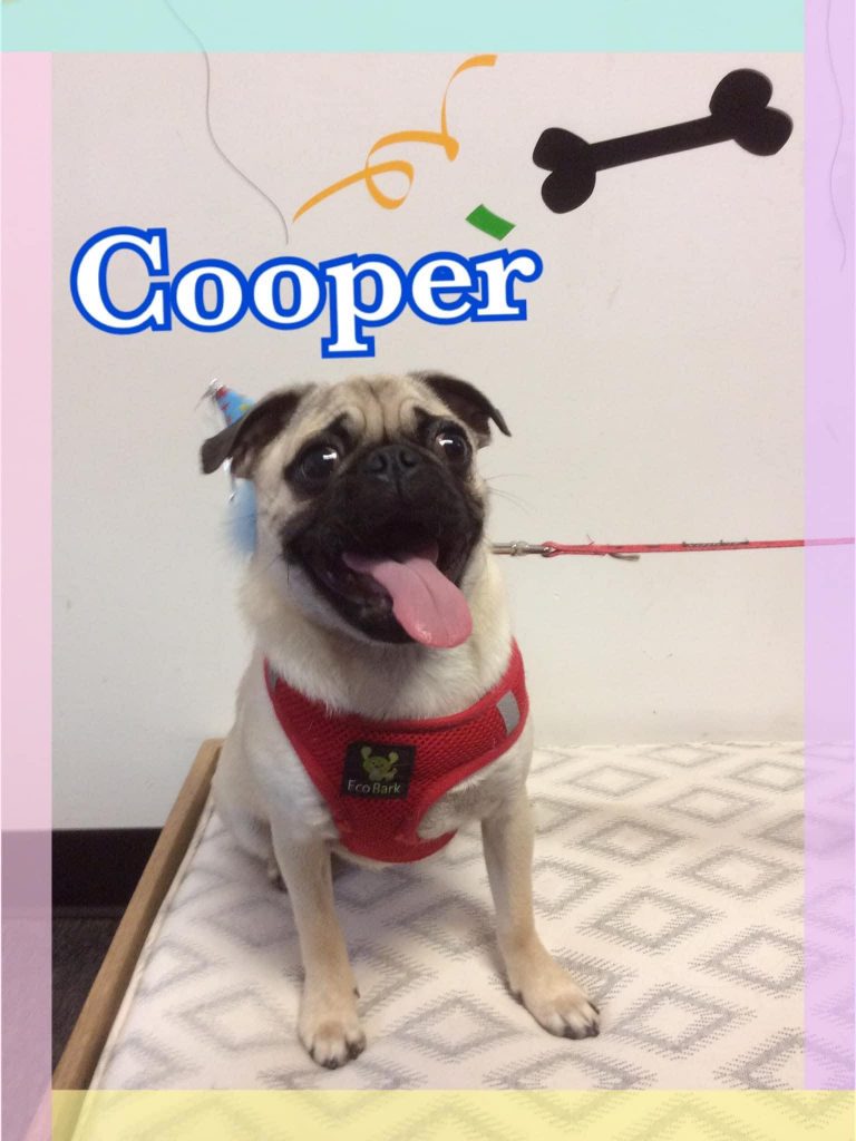 Meet "Cooper," Pugpalooza's Pug of the Month