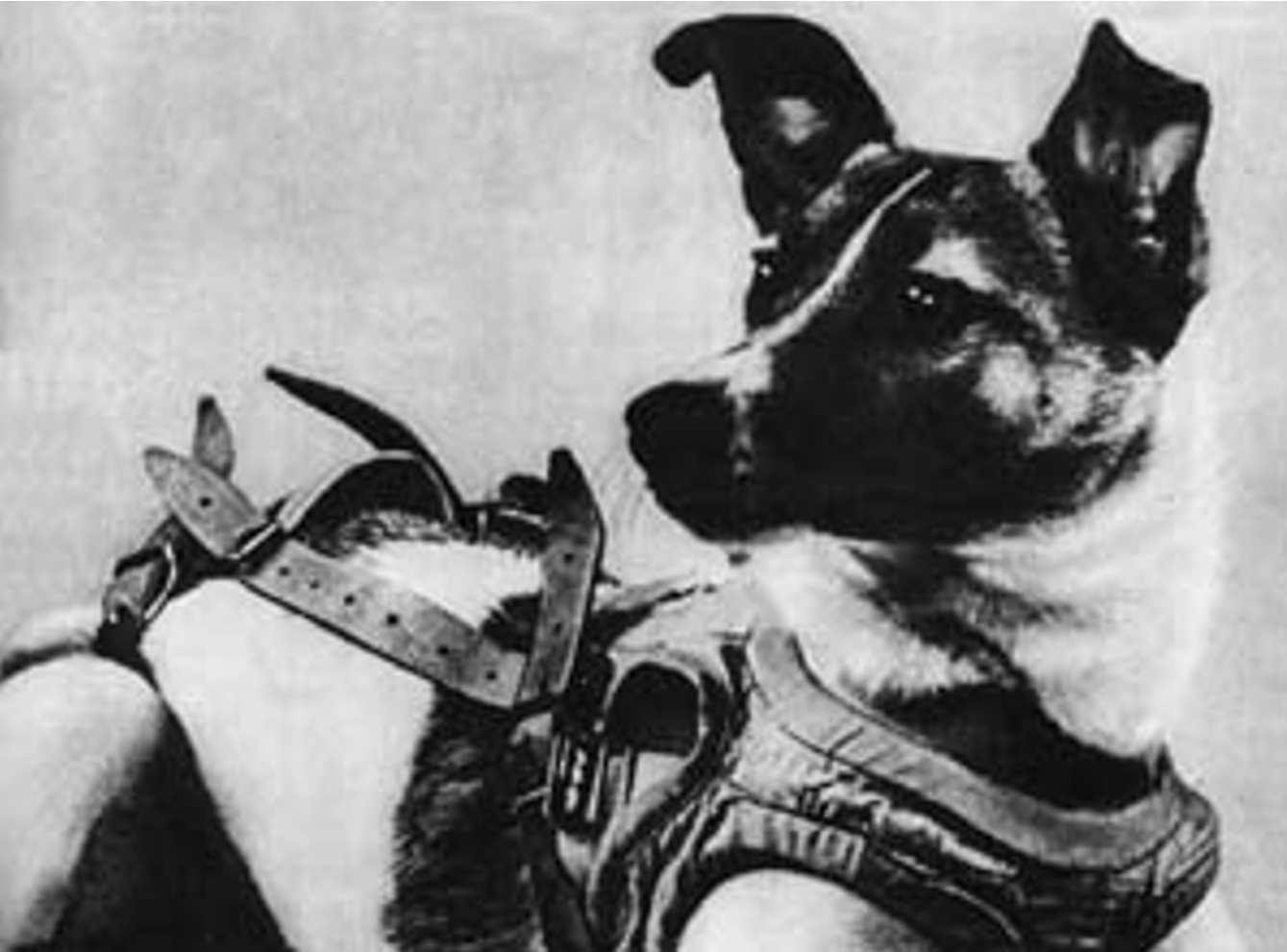 The Final Frontier: This Year Will Mark 65th Anniversary of Dog Space Orbit