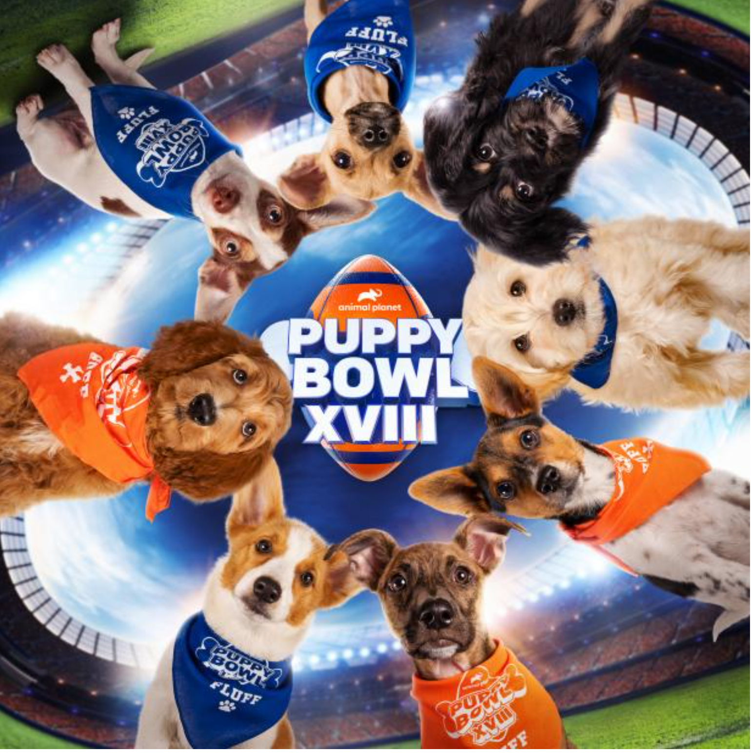 Not a Football Fan? Skip the Superbowl for Puppy Bowl XVIII