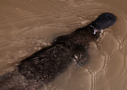 Sniffing Them Out: Dogs Helping Find Threatened Platypus